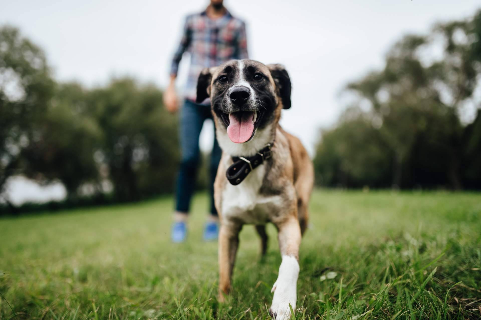 Mascozyme® Urban Cleaner, la solución a la contaminación ambiental por excrementos y orines de perros y gatos