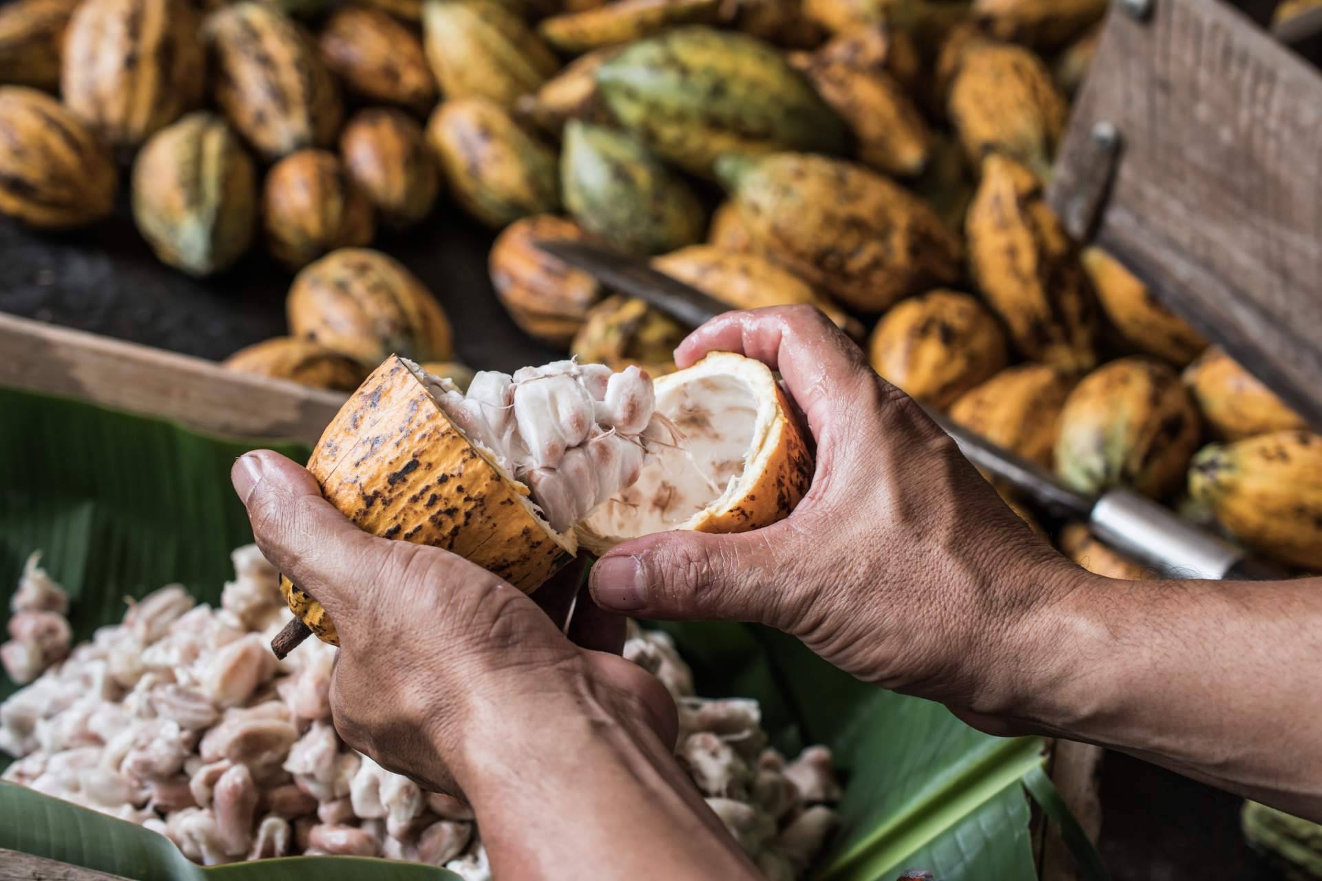 La historia del cacao, de método de pago a token