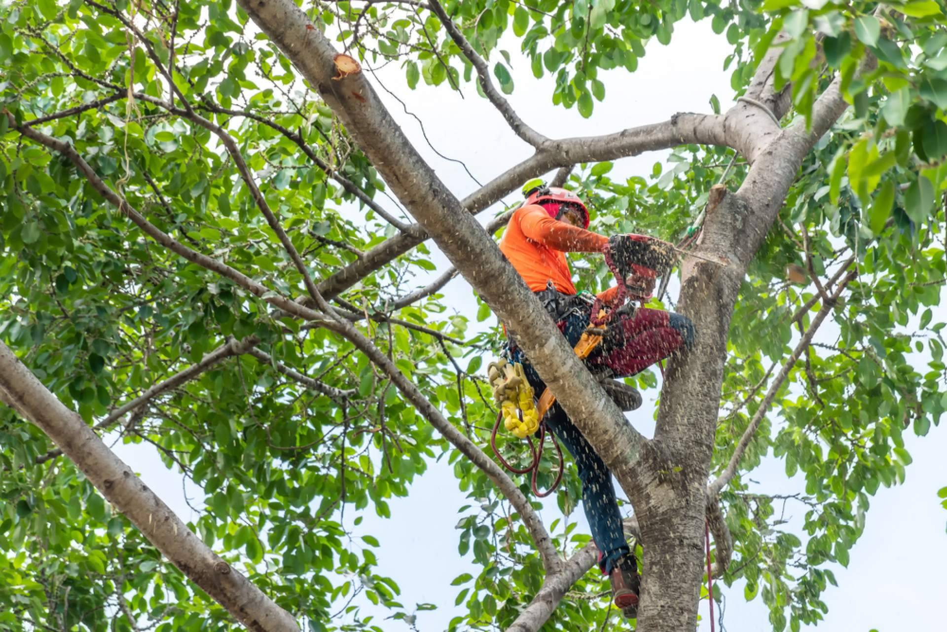 Tala de árboles, poda de palmeras y mantenimiento de jardines, de la mano de Podarama