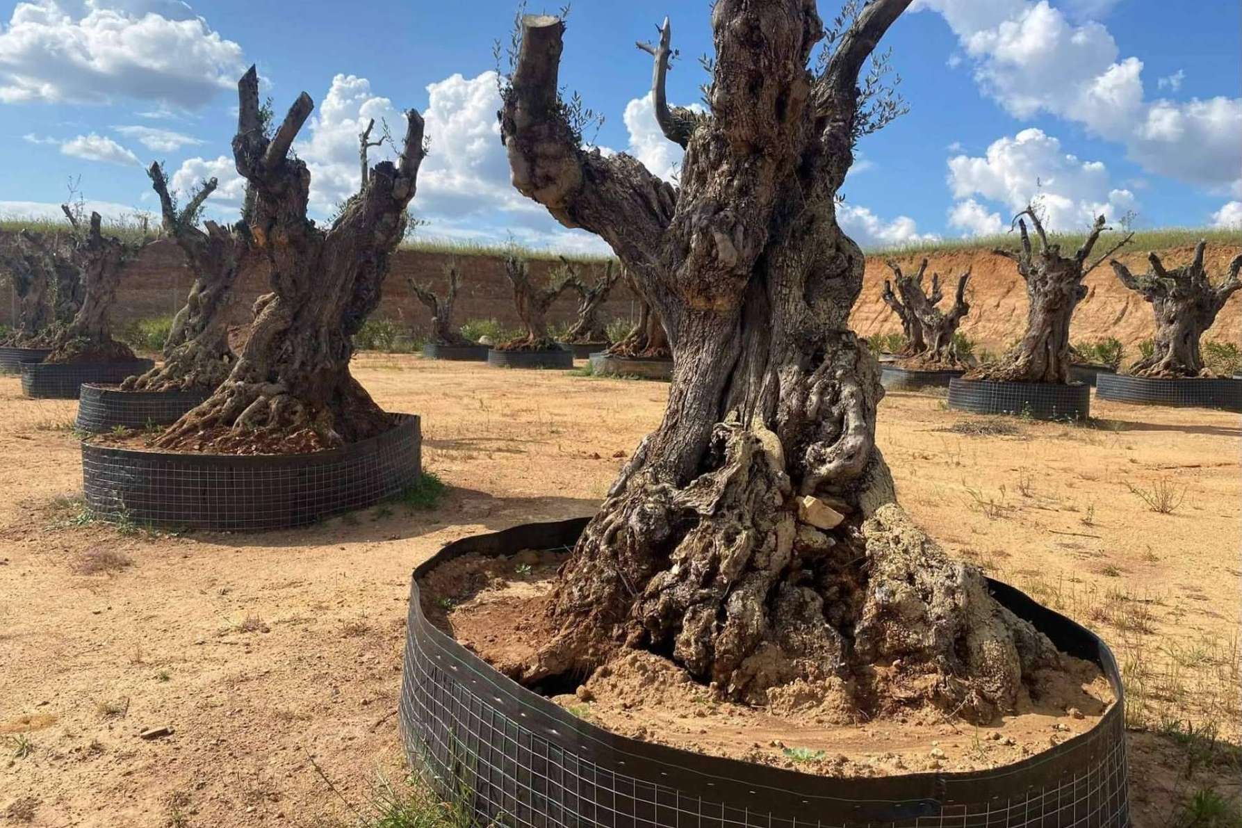 Venta de olivos a toda España, de la mano de Olivos Extremadura