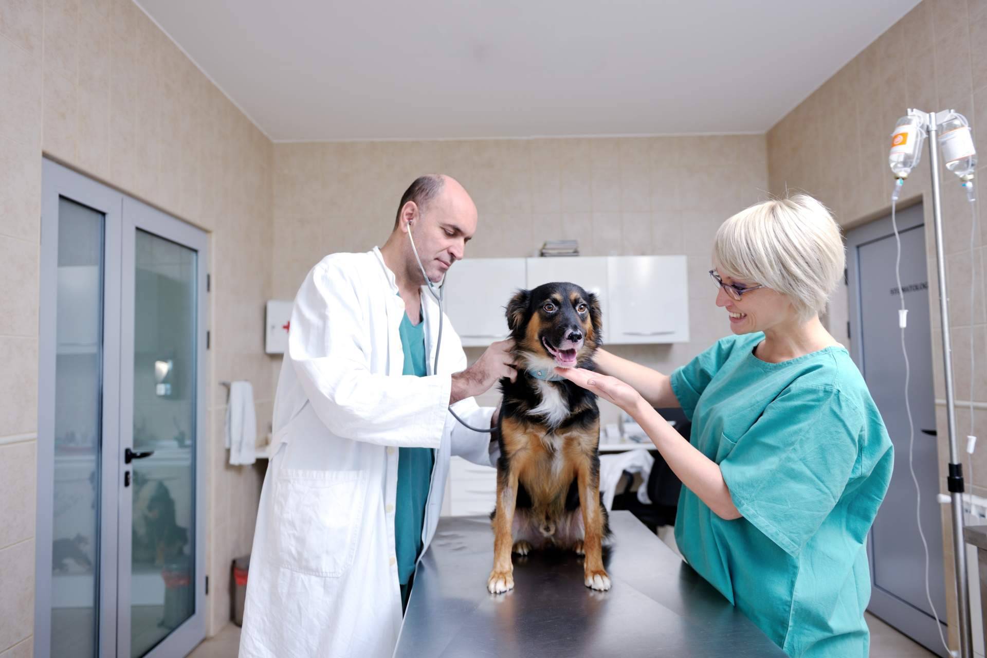 Vetformación explica cuánto tiempo dura un curso de auxiliar de veterinaria