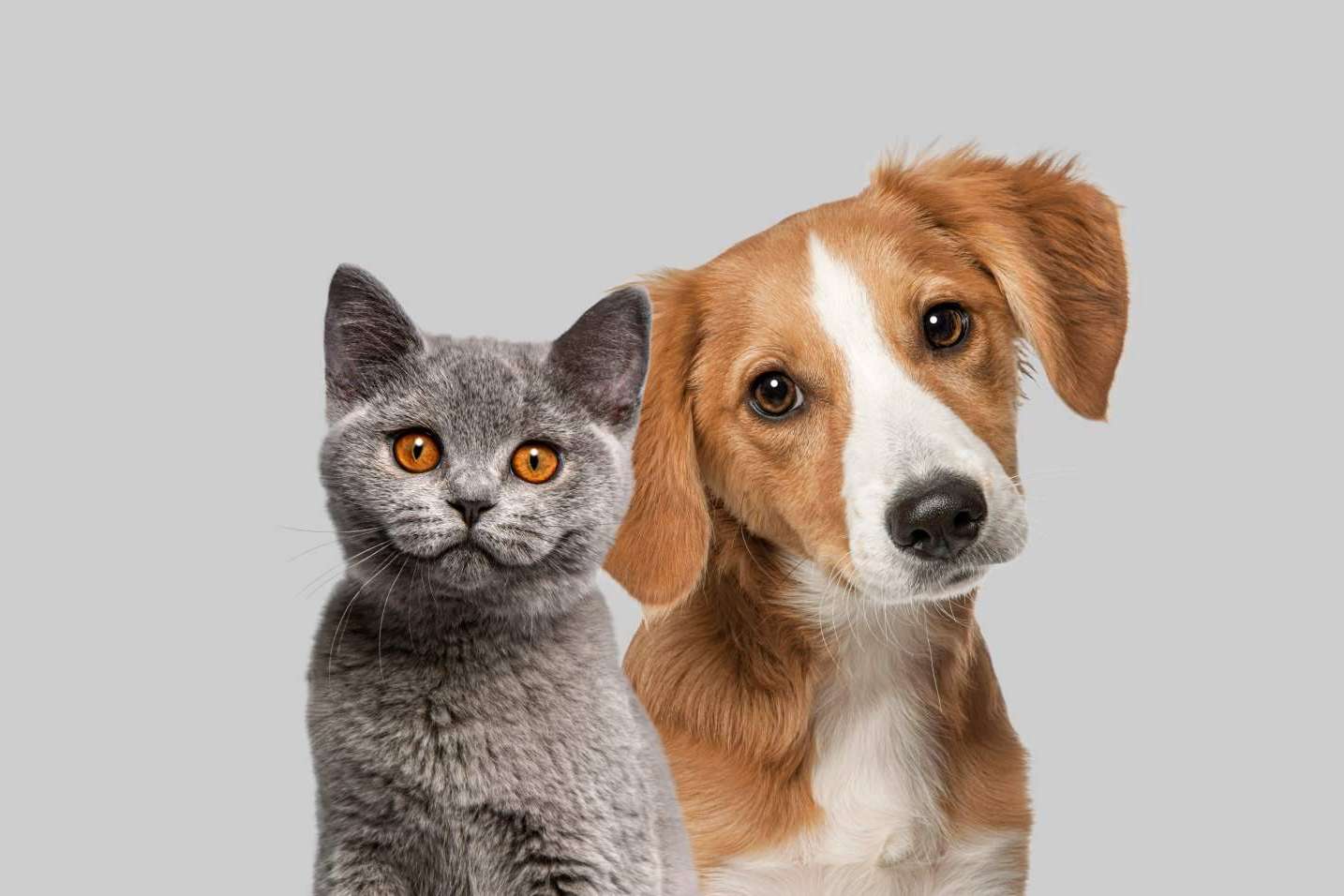 CaniAusa desea concienciar a la sociedad sobre la necesidad de adoptar animales
