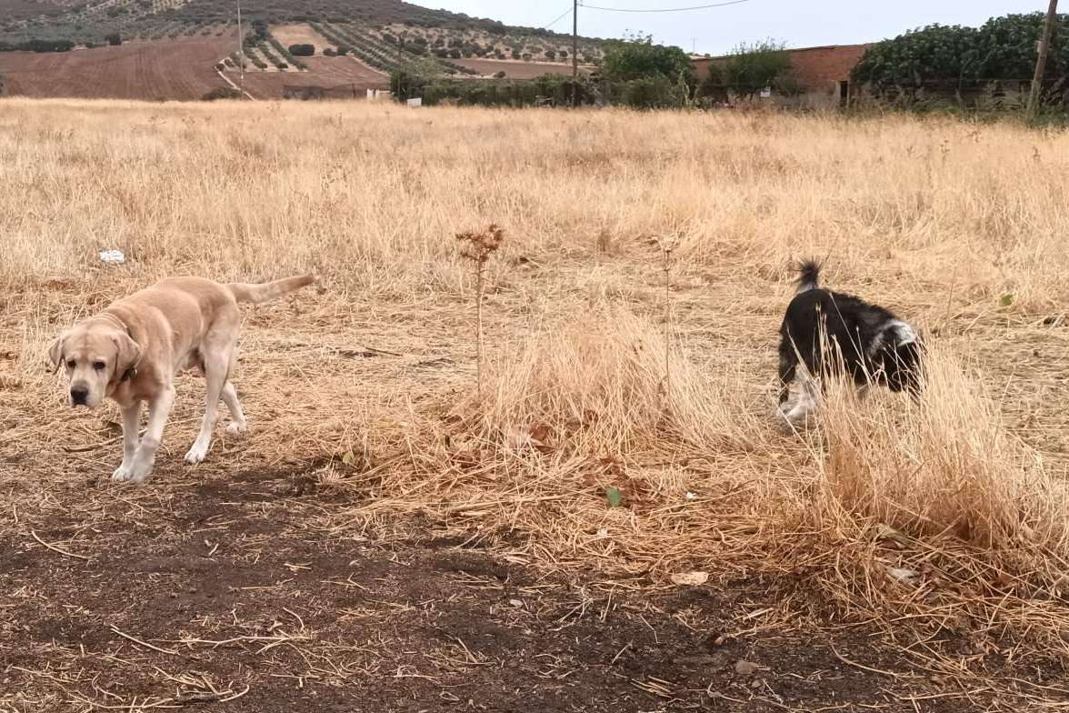 Qué hay que tener en cuenta a la hora de adoptar a un perro, según la Asociación Española de Perros de Apoyo