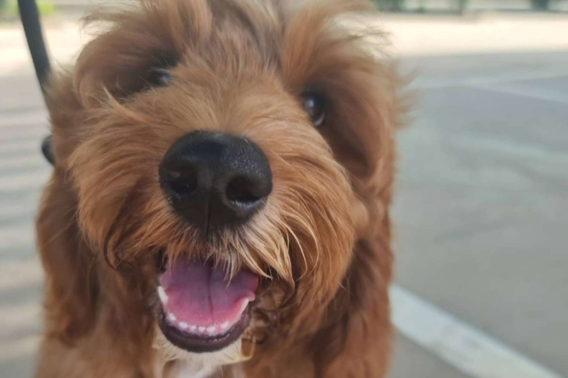 BaggagePets ofrece diferentes opciones para el transporte internacional de las mascotas
