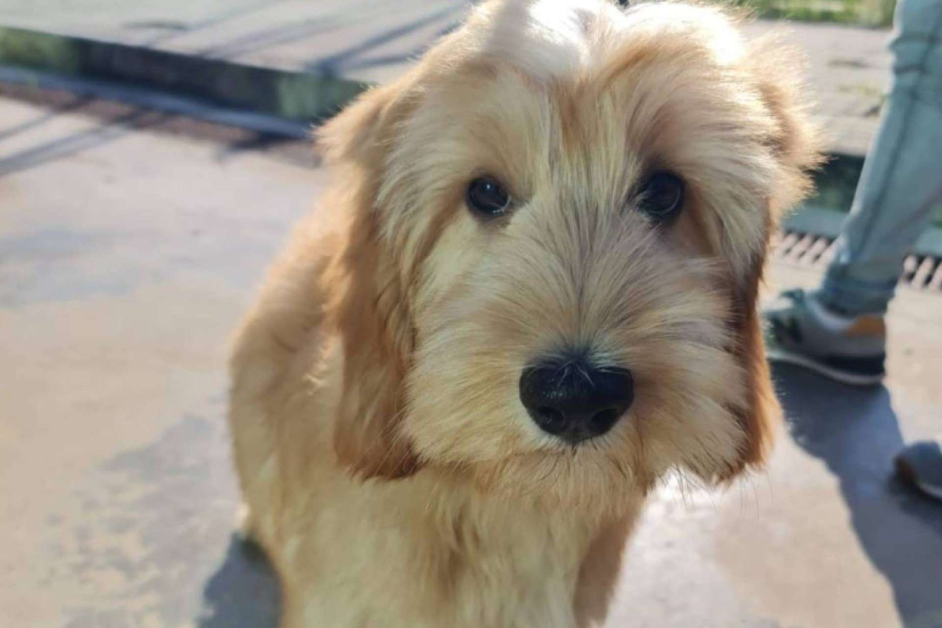 ¿Cómo debe ser el transportín para el traslado de mascotas en avión?
