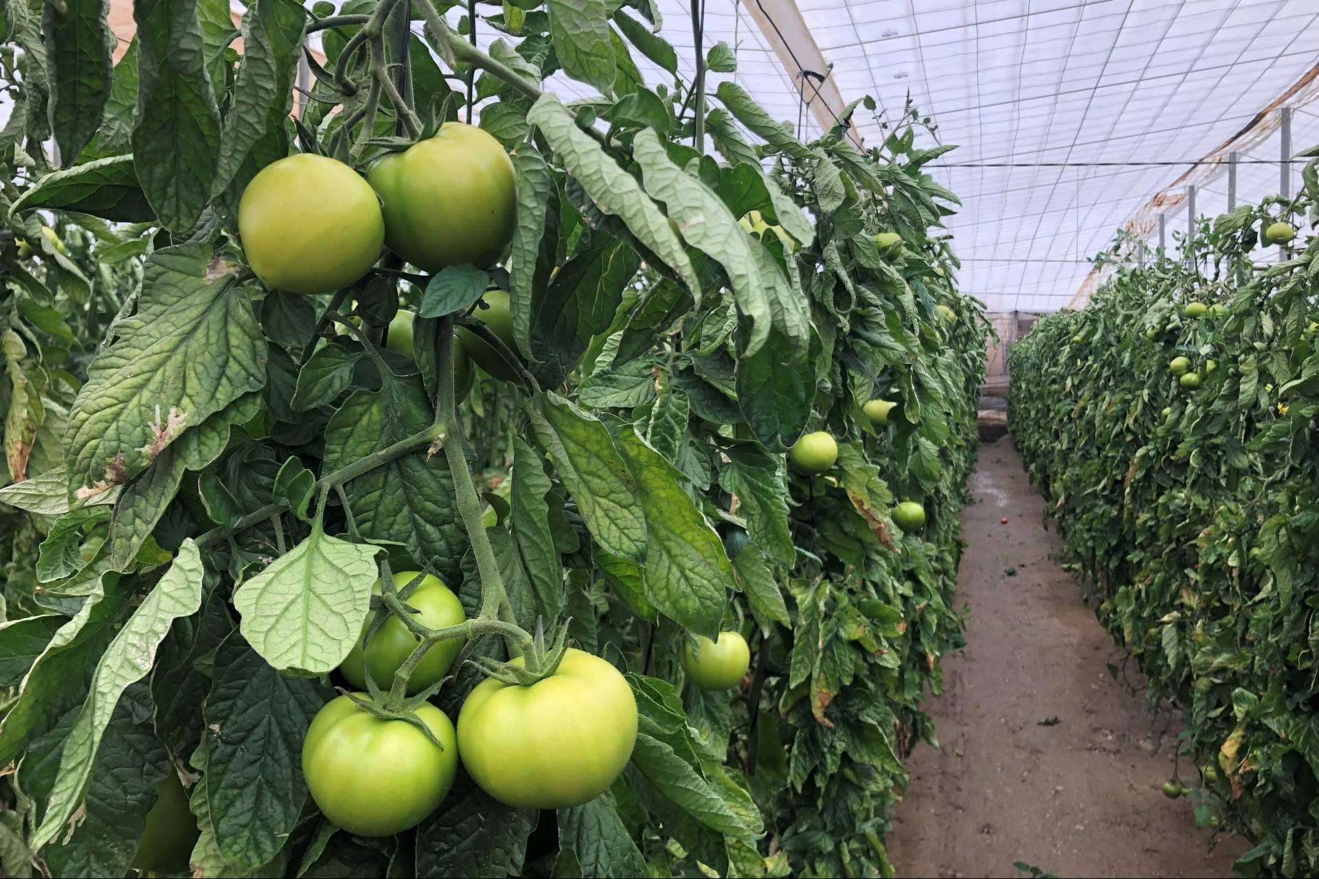 Aumentar el rendimiento de cultivo con la tecnología de ITC