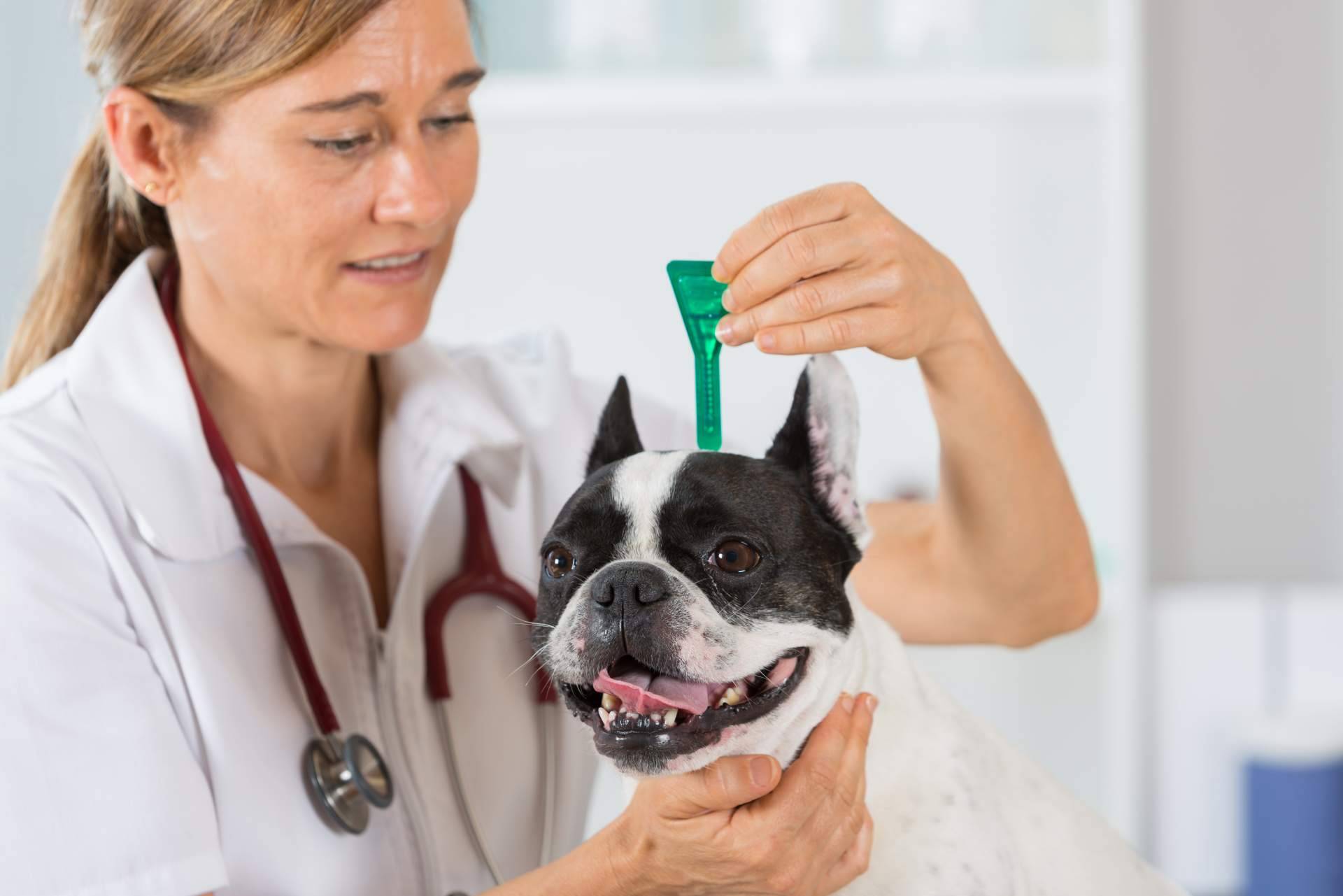 Comprar pipetas para perros y trampas para ratas en Productos Antiplagas