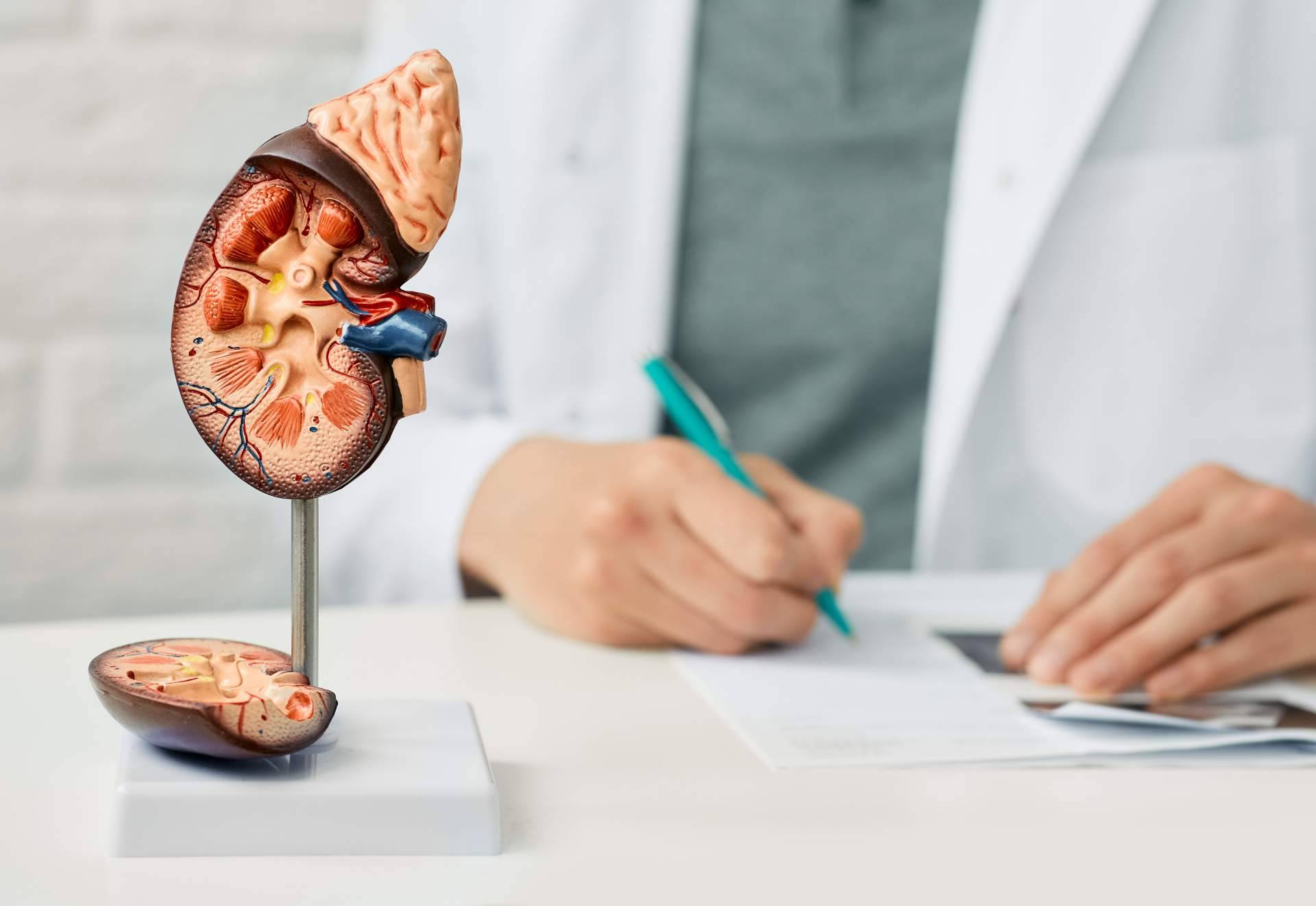 ¿Por qué es importante el cuidado de los riñones? Diaverum