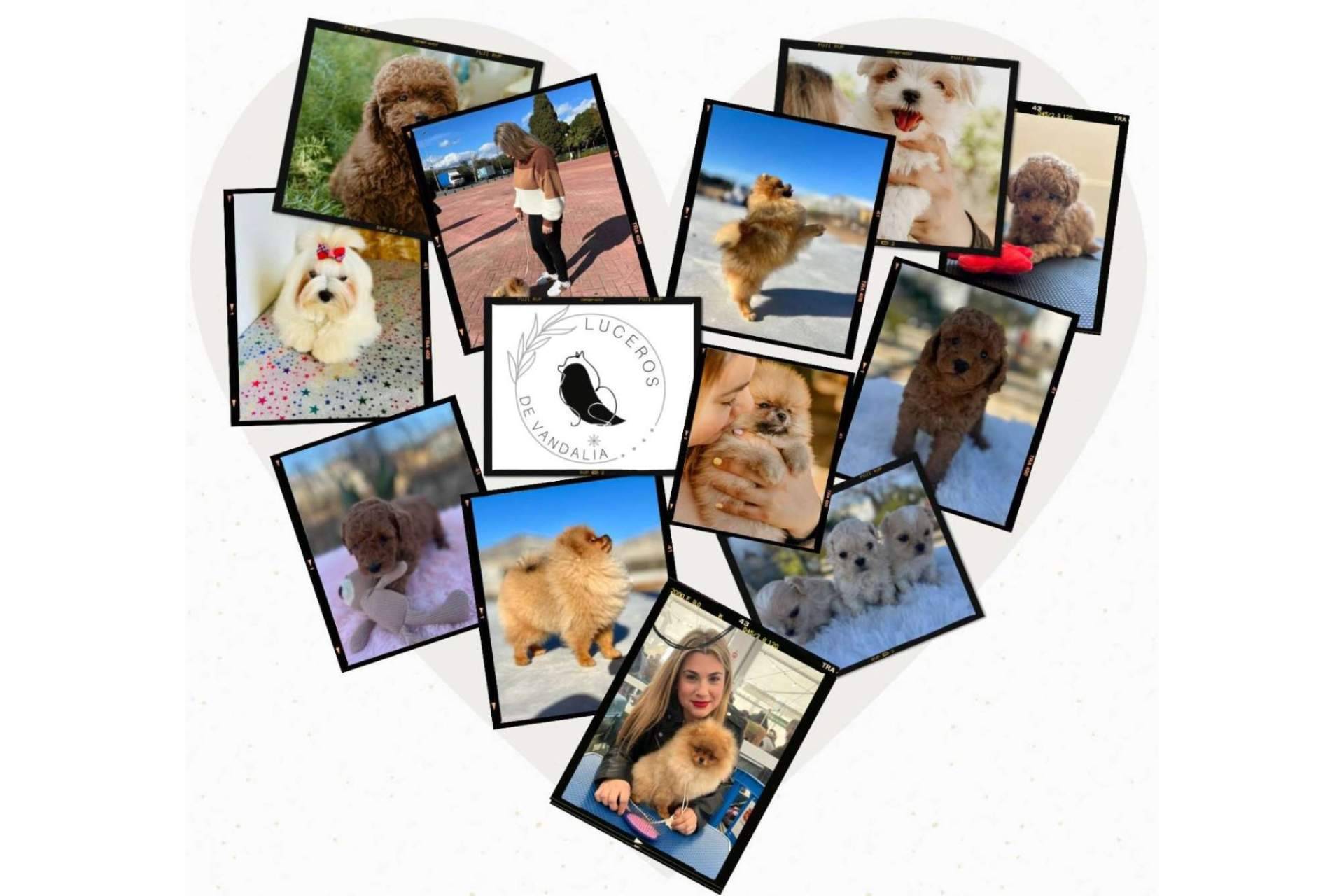 Perros caniches toy en Los Luceros de Vandalia