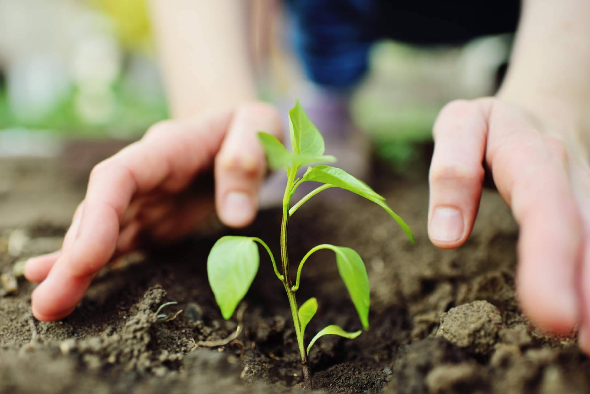Fitovademécum, la plataforma para mantenerse al día con las fichas oficiales del Ministerio de Agricultura