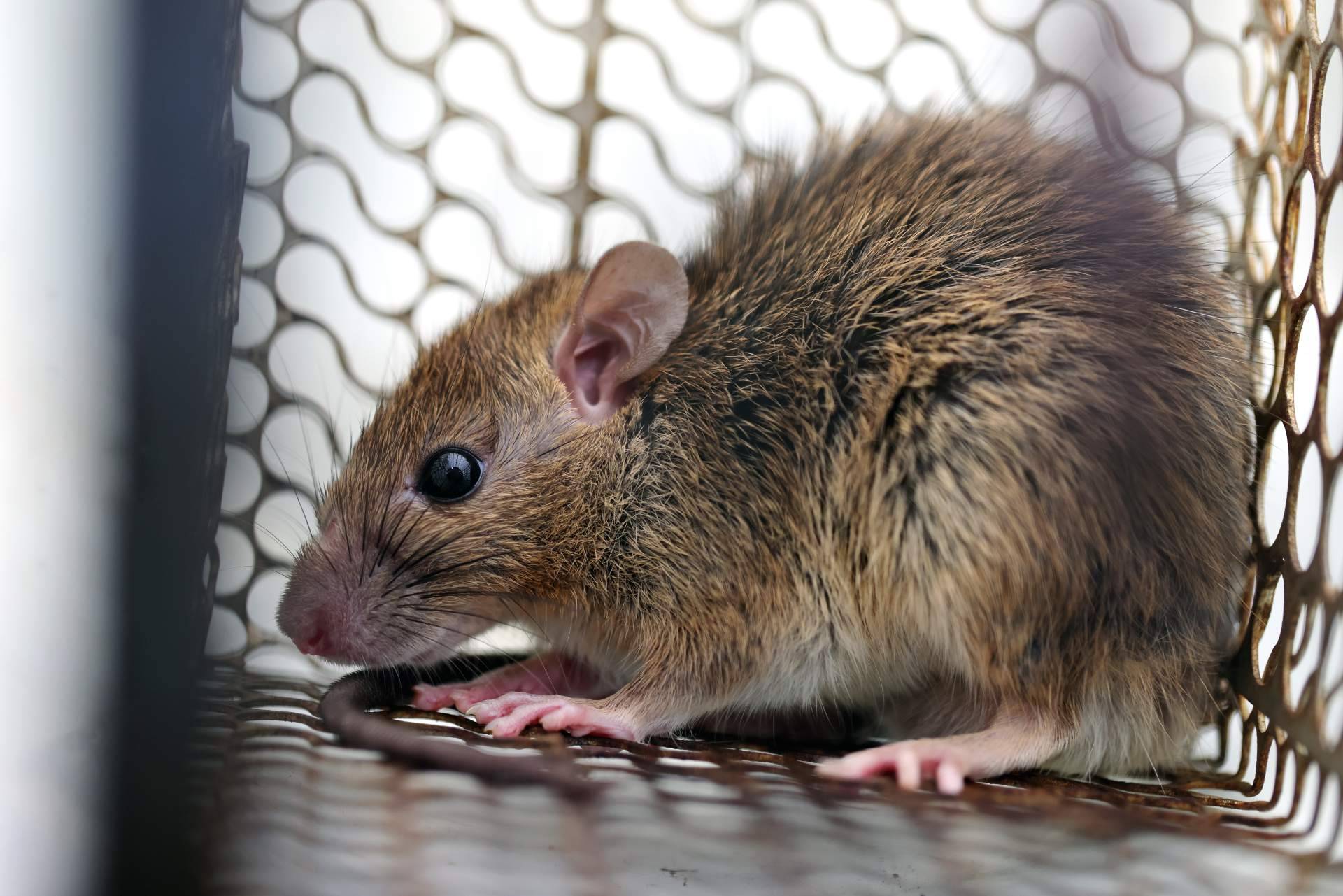 Las alternativas dentro de las trampas para ratas para un hogar