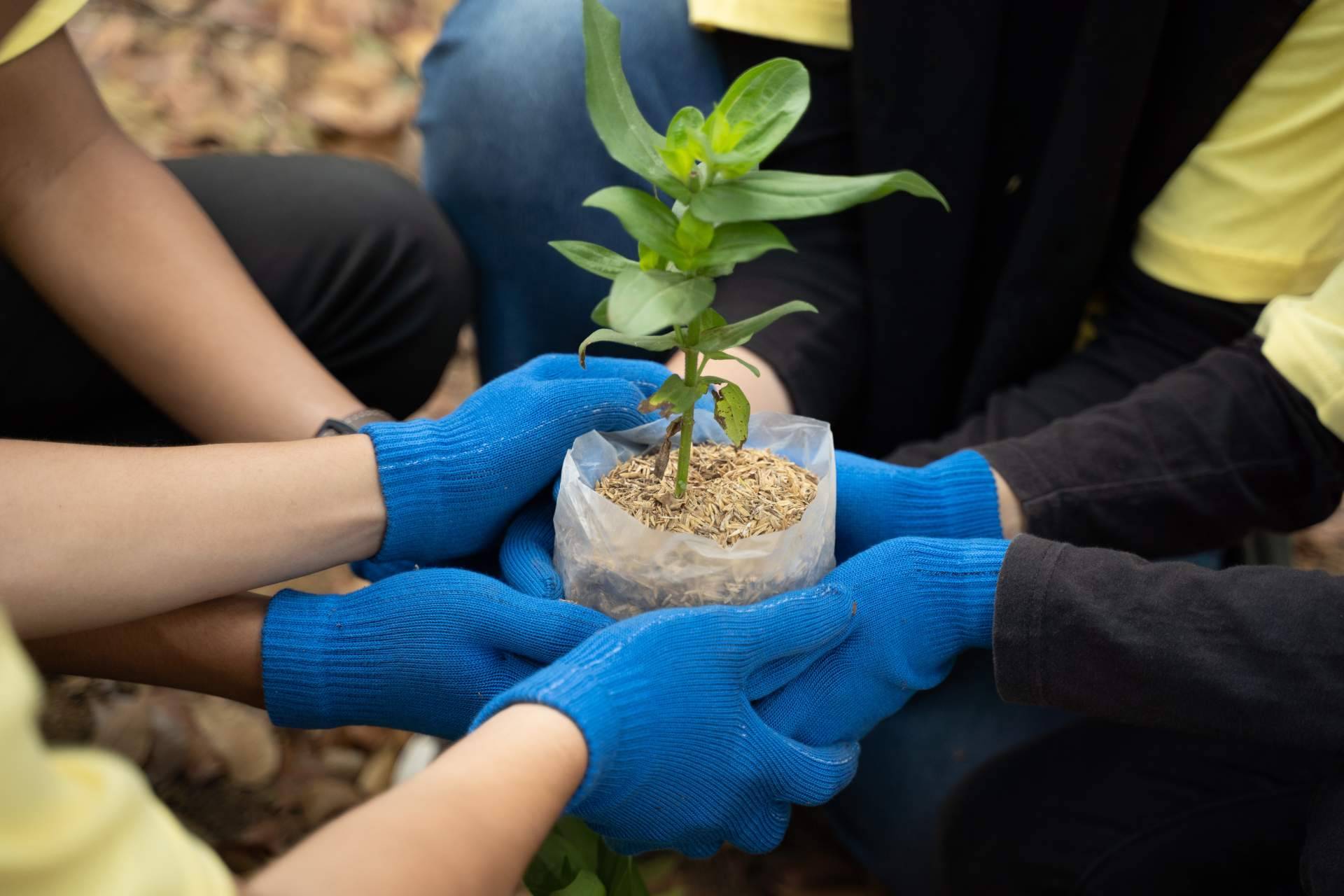 Los comedores escolares de Serunion Educa y su iniciativa BosqueChef contra el cambio climático