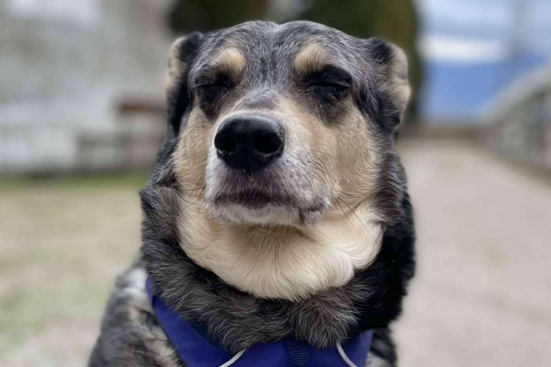 La importancia de las emociones en los perros