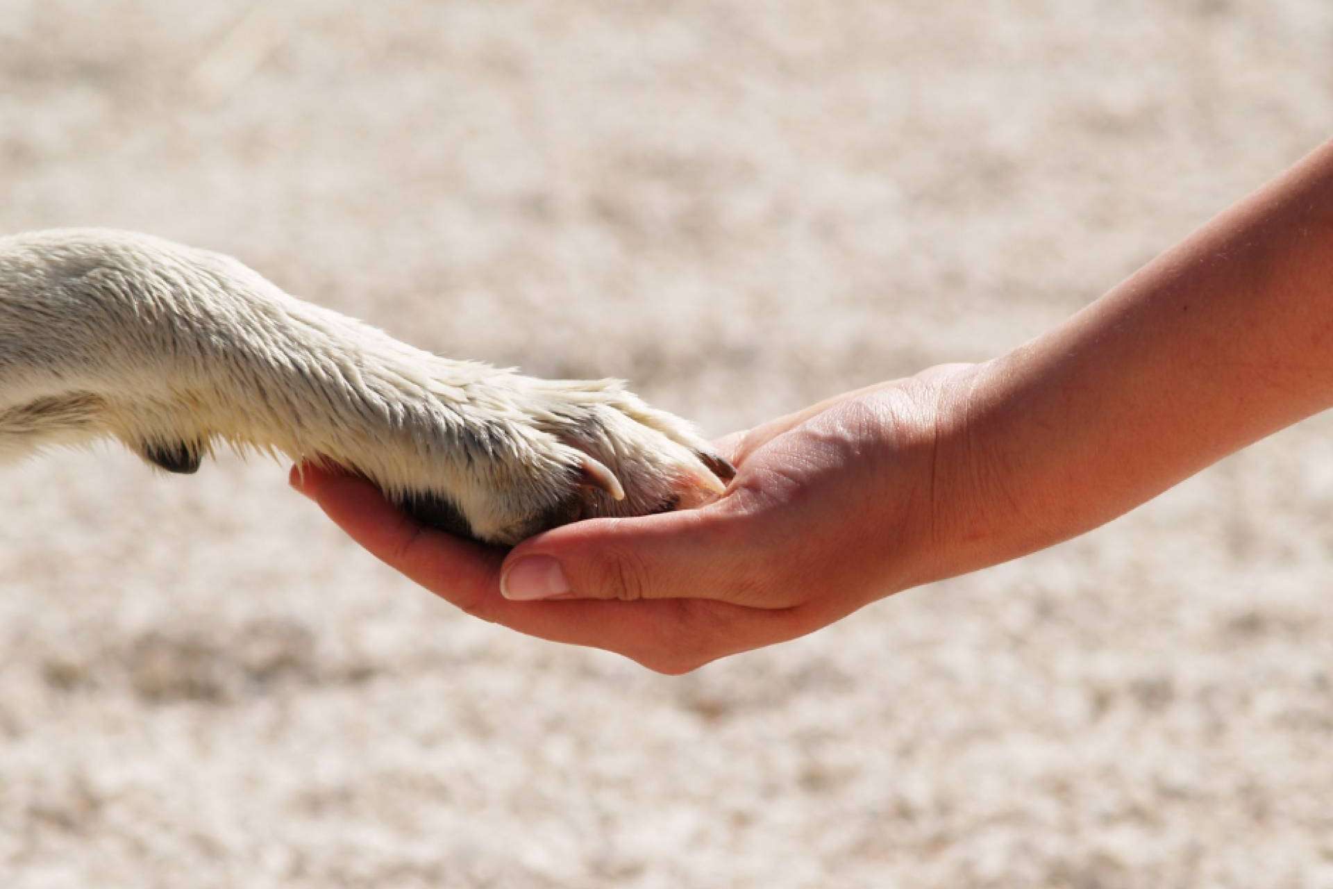 Aboganimal representa una buena oportunidad para aprender habilidades de mediación y aplicarlas en el contexto de la protección animal
