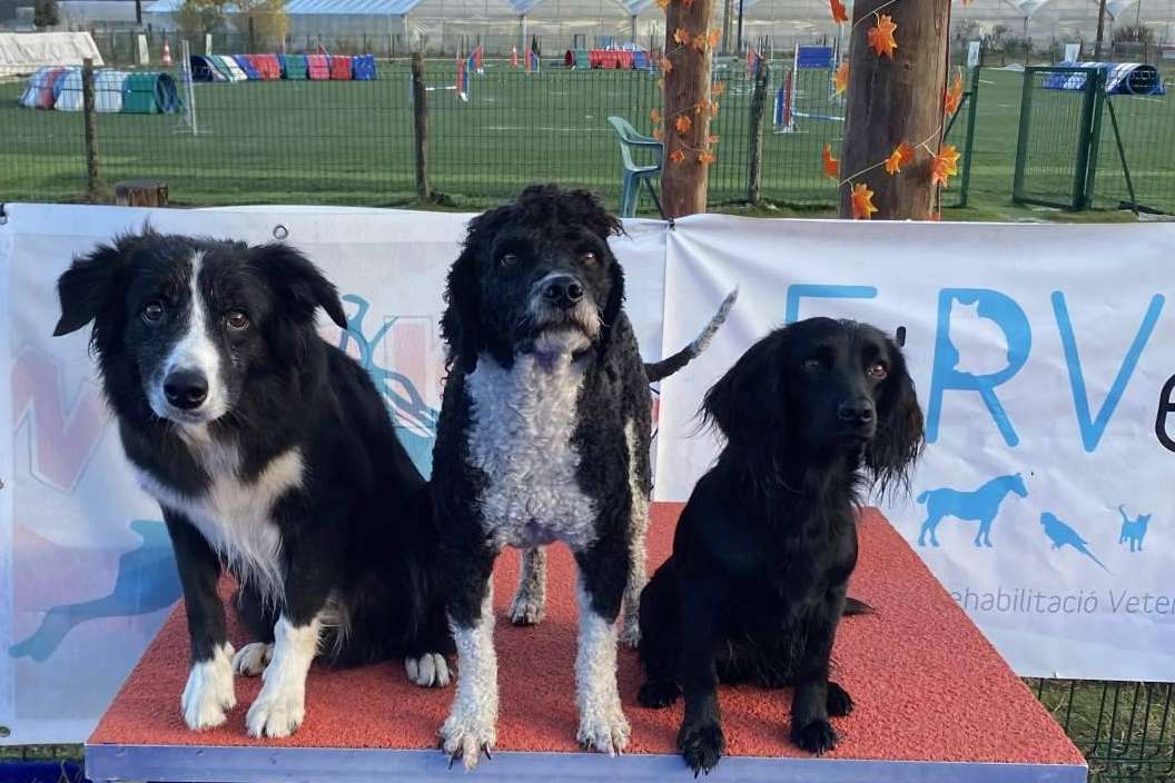 El nuevo curso de educación canina entre semana a partir del lunes 13 de marzo de L'Almozara Can Bosc