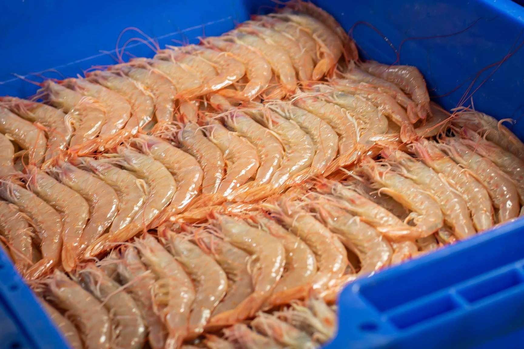 Cuál es la diferencia entre langostino y gamba