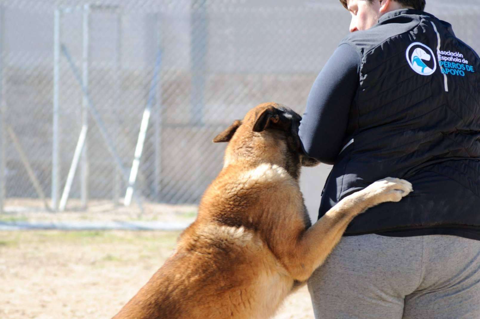 Conocer las diferencias entre un perro de compañía, de apoyo emocional y de asistencia, por la Asociación Española de Perros de Apoyo