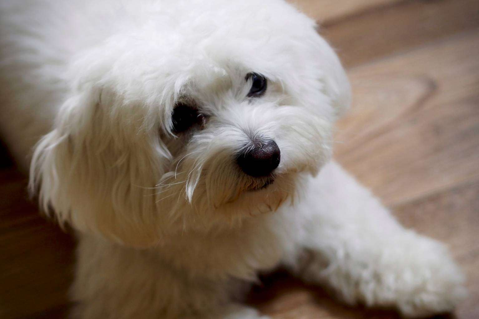 Maltés Lovers es un proyecto que se especializa en encontrar criadores caninos fiables de perros de raza pequeña