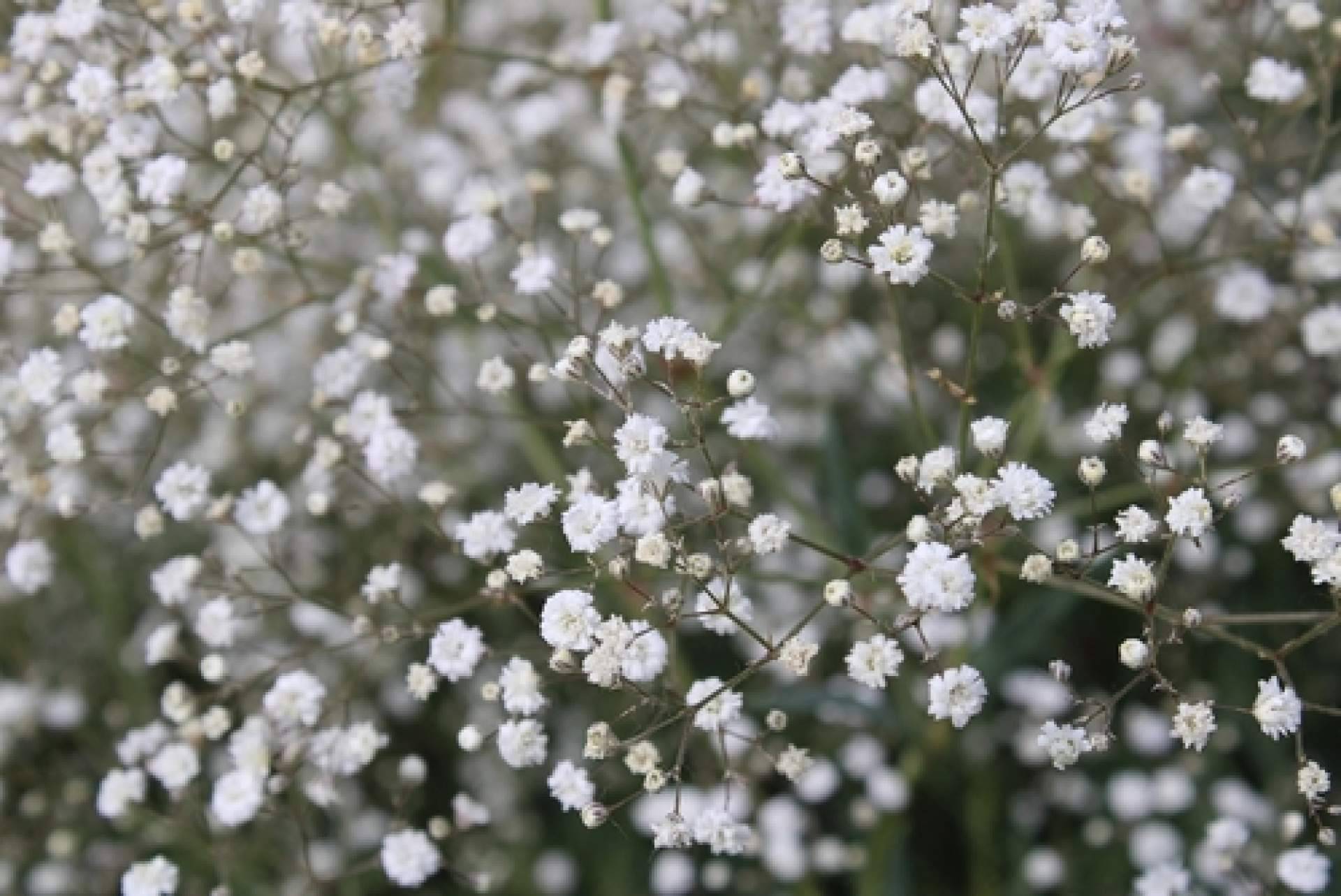Rosistirem dispone de paniculata blanca y de colores, teñidas por los profesionales
