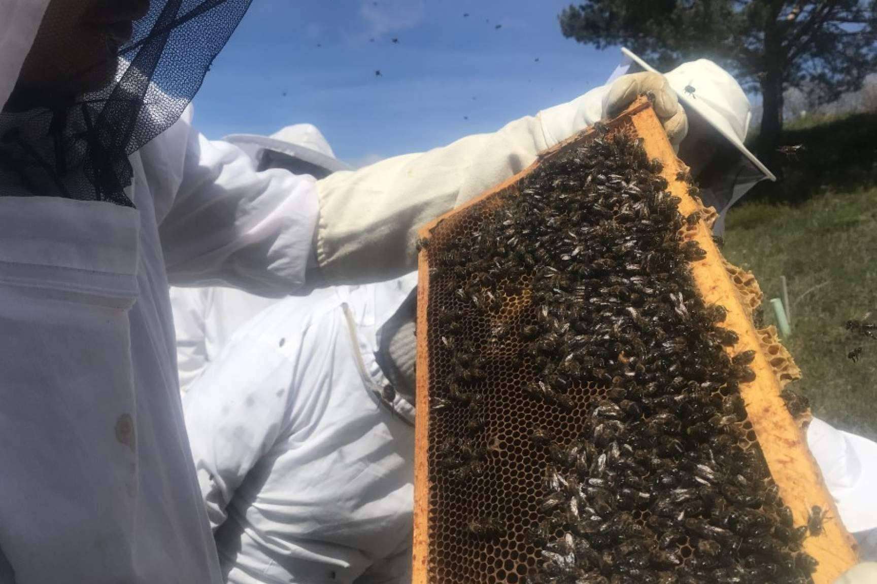 La apicultura como hobby y nueva posibilidad de negocio