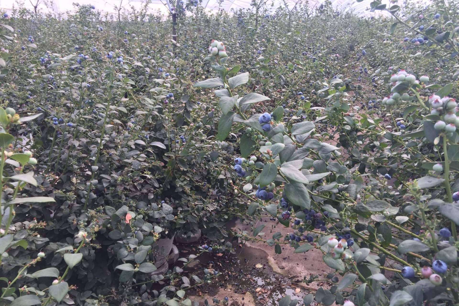 Cuáles son las ventajas de los sustratos de cultivo para blueberrys, por Pelemix