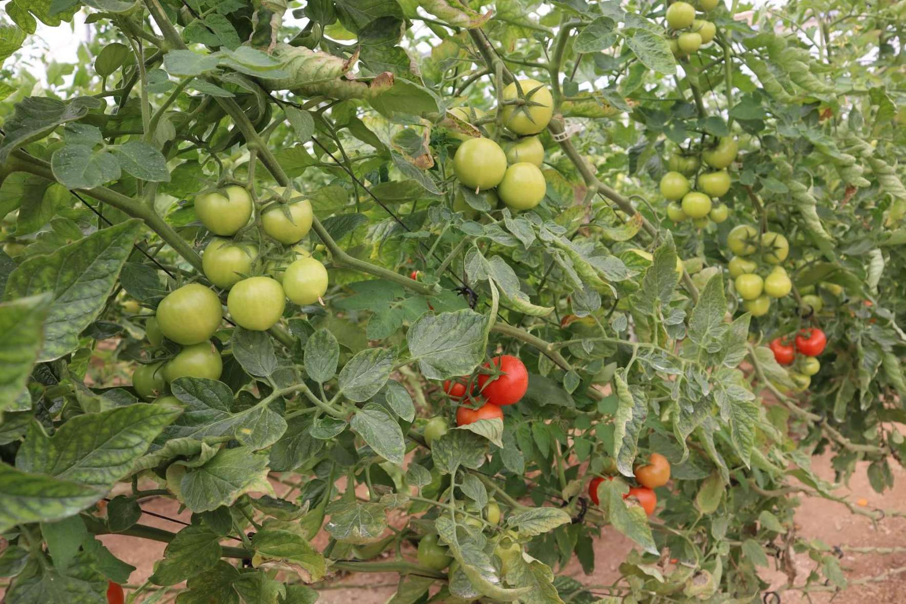 Bombas dosificadoras; innovación para un fertirriego más productivo, eficiente y sostenible