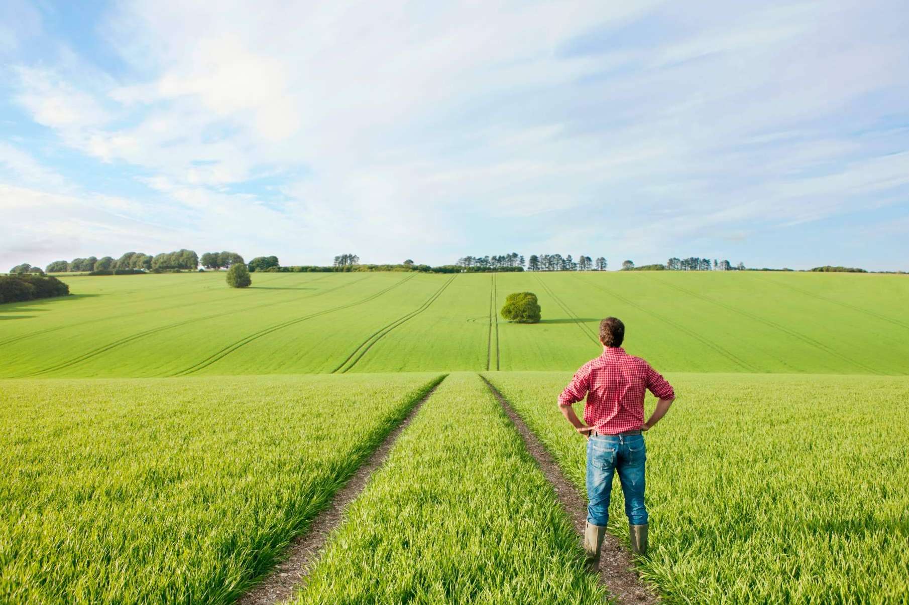 Fitovademécum, una plataforma de relevancia en el ámbito agrícola de la consultora de inteligencia competitiva Imeanticipa