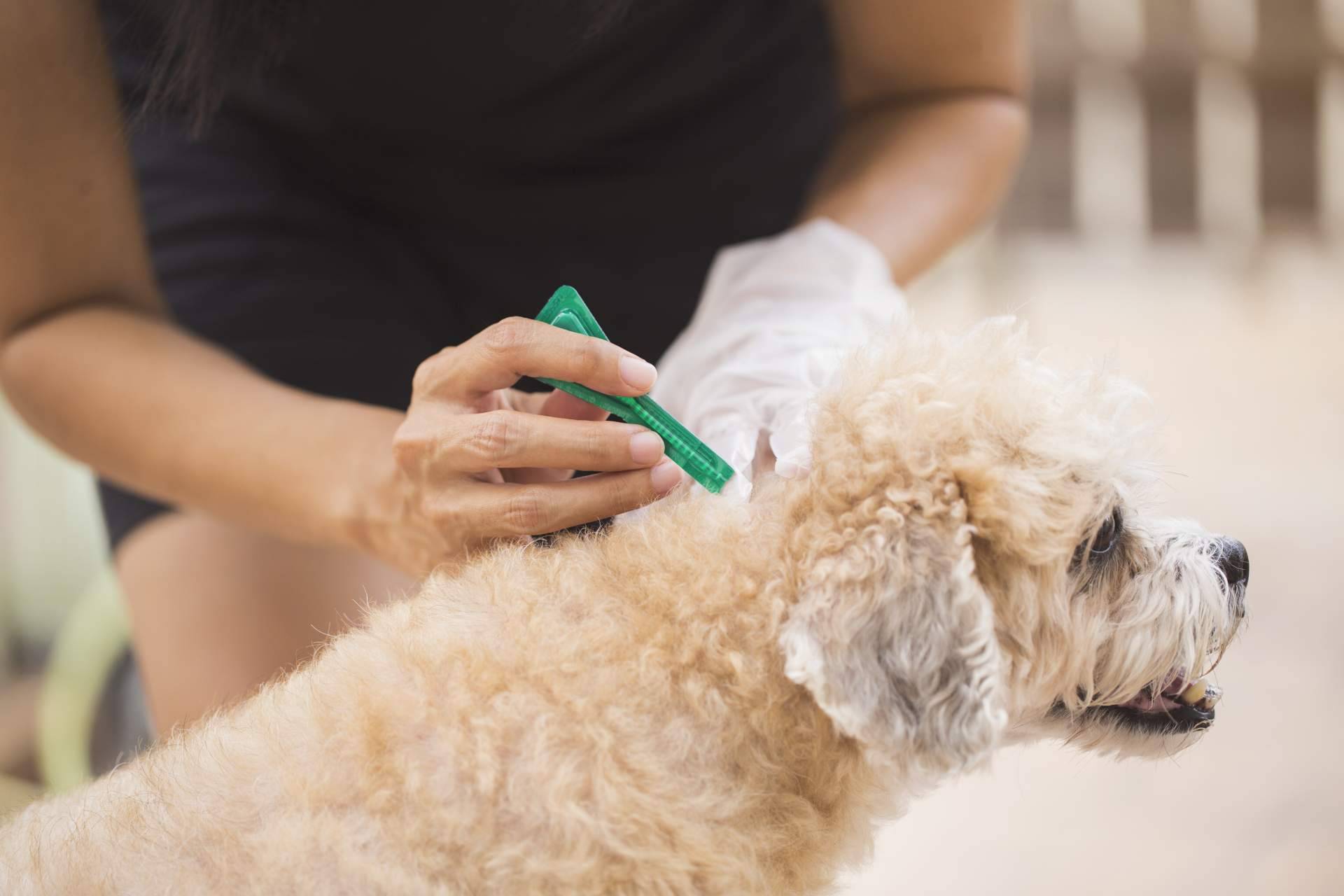 ¿Cómo identificar las negligencias veterinarias?