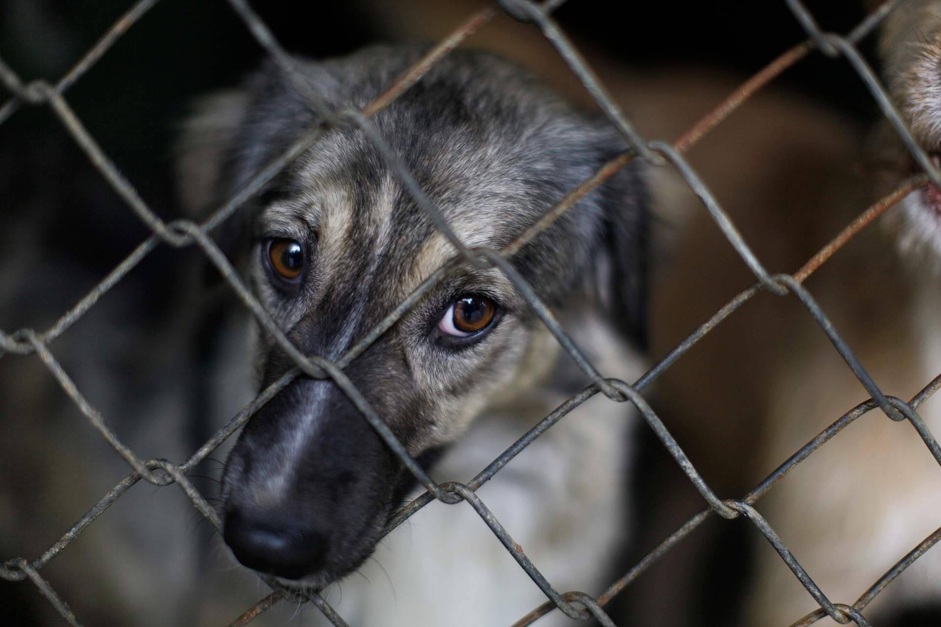 ¿Cómo denunciar el maltrato animal?