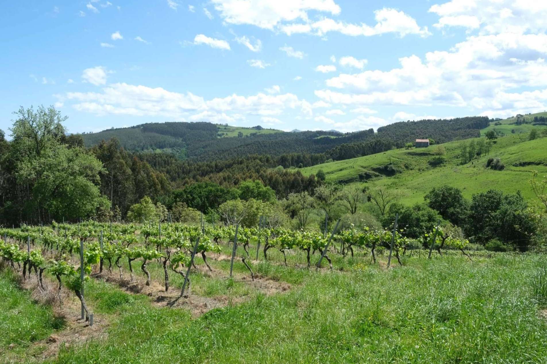 La historia de amor y respeto por el vino y la 'tierruca' que se esconde detrás de Bodegas Vidular