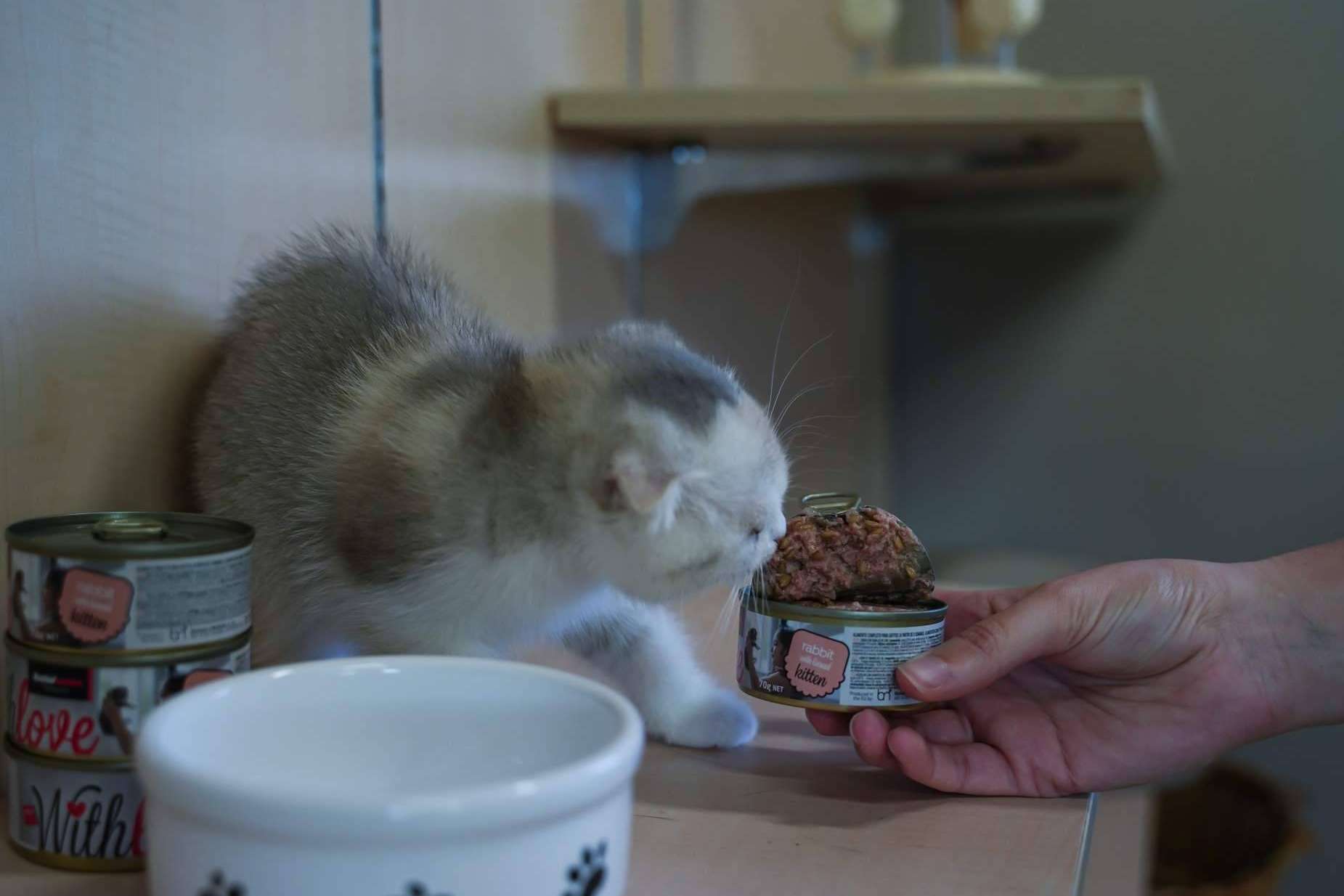 With Love, la nueva gama de comida húmeda para perros y gatos de Satisfaction