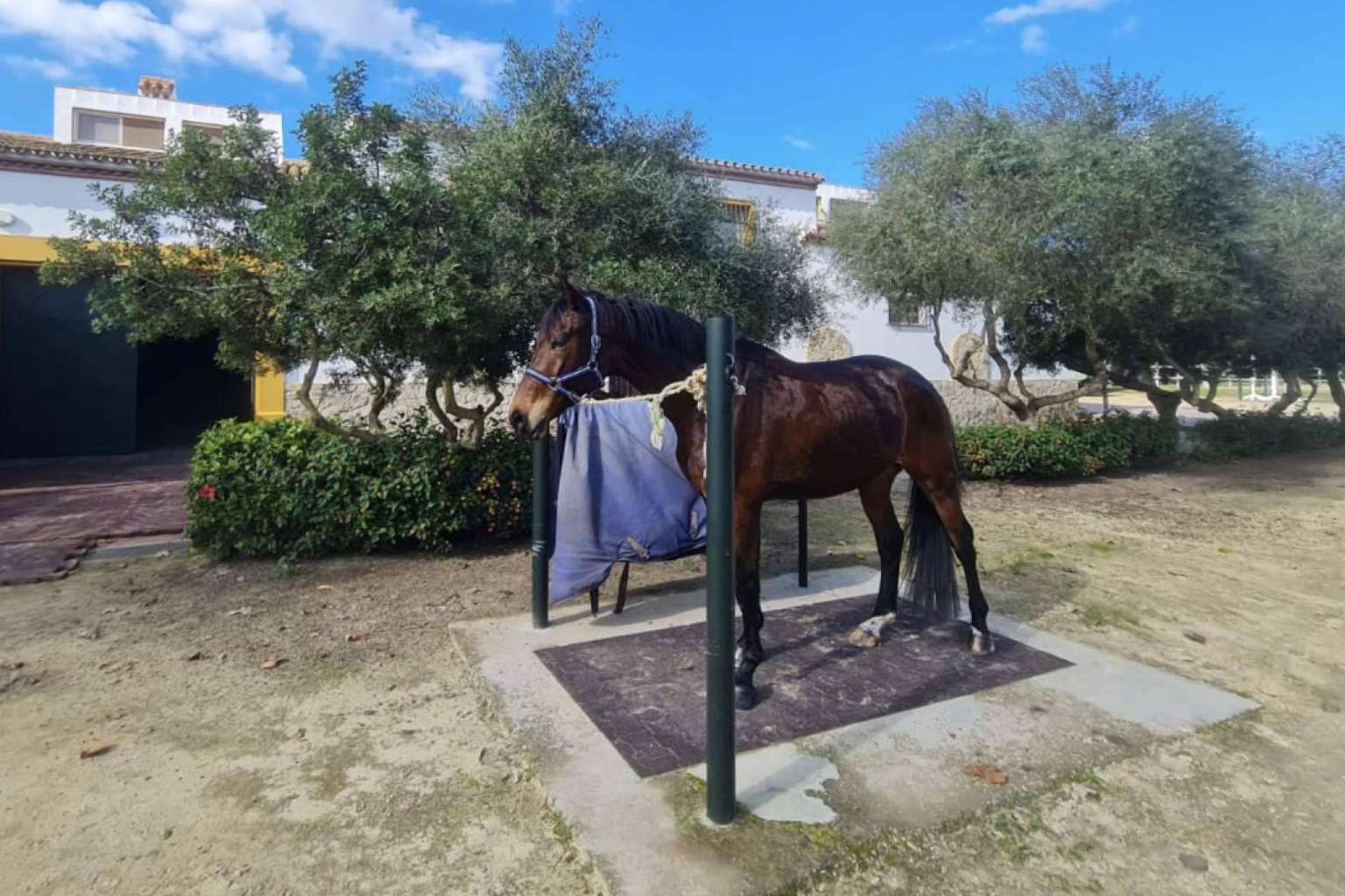 Yeguada Encinasola y la cría de caballos
