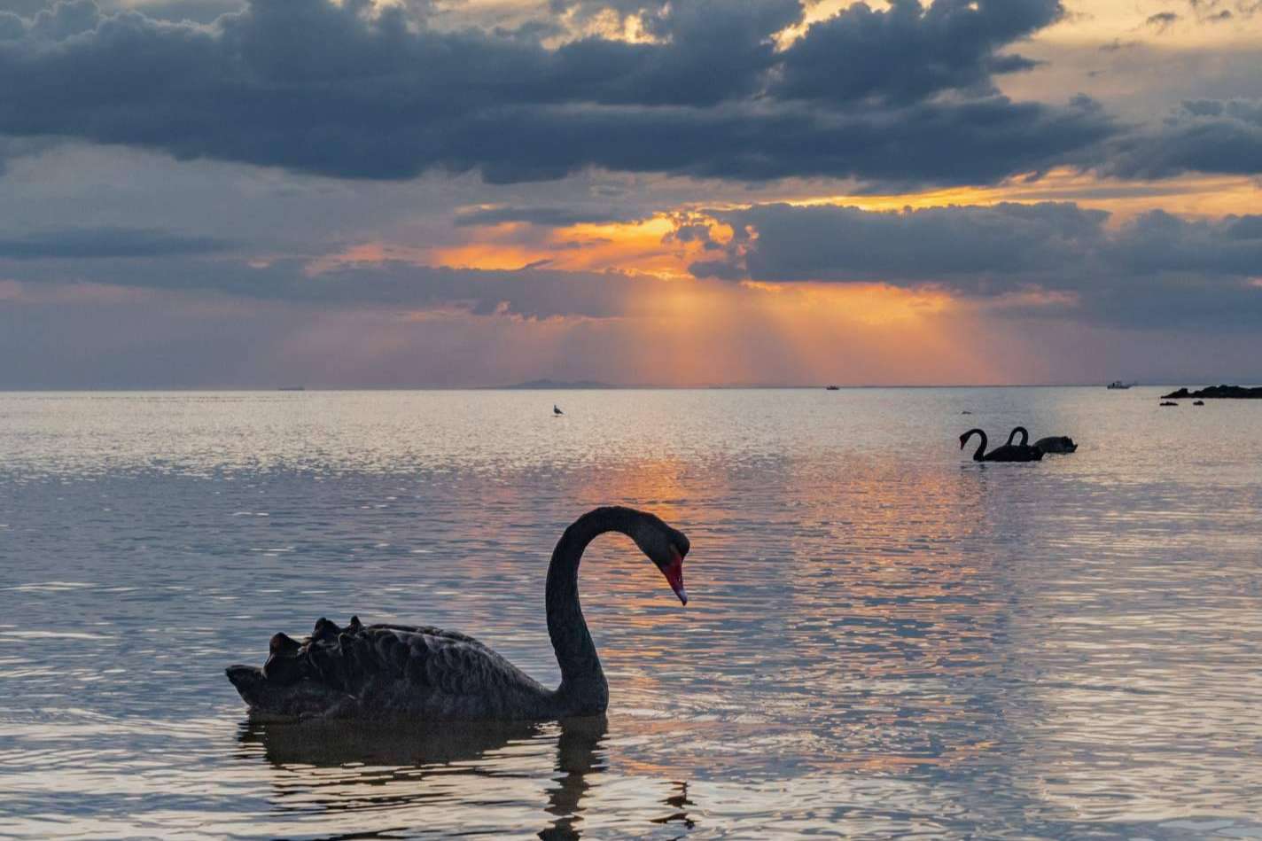 ¿Qué son los 'cisnes negros' y cómo pueden afectar a las inversiones?