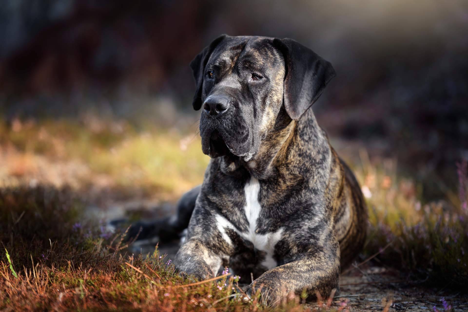 Vacaciones felices para un perro o gato. ¿Hospedar a un peludo con un cuidador personal o en una residencia tradicional?