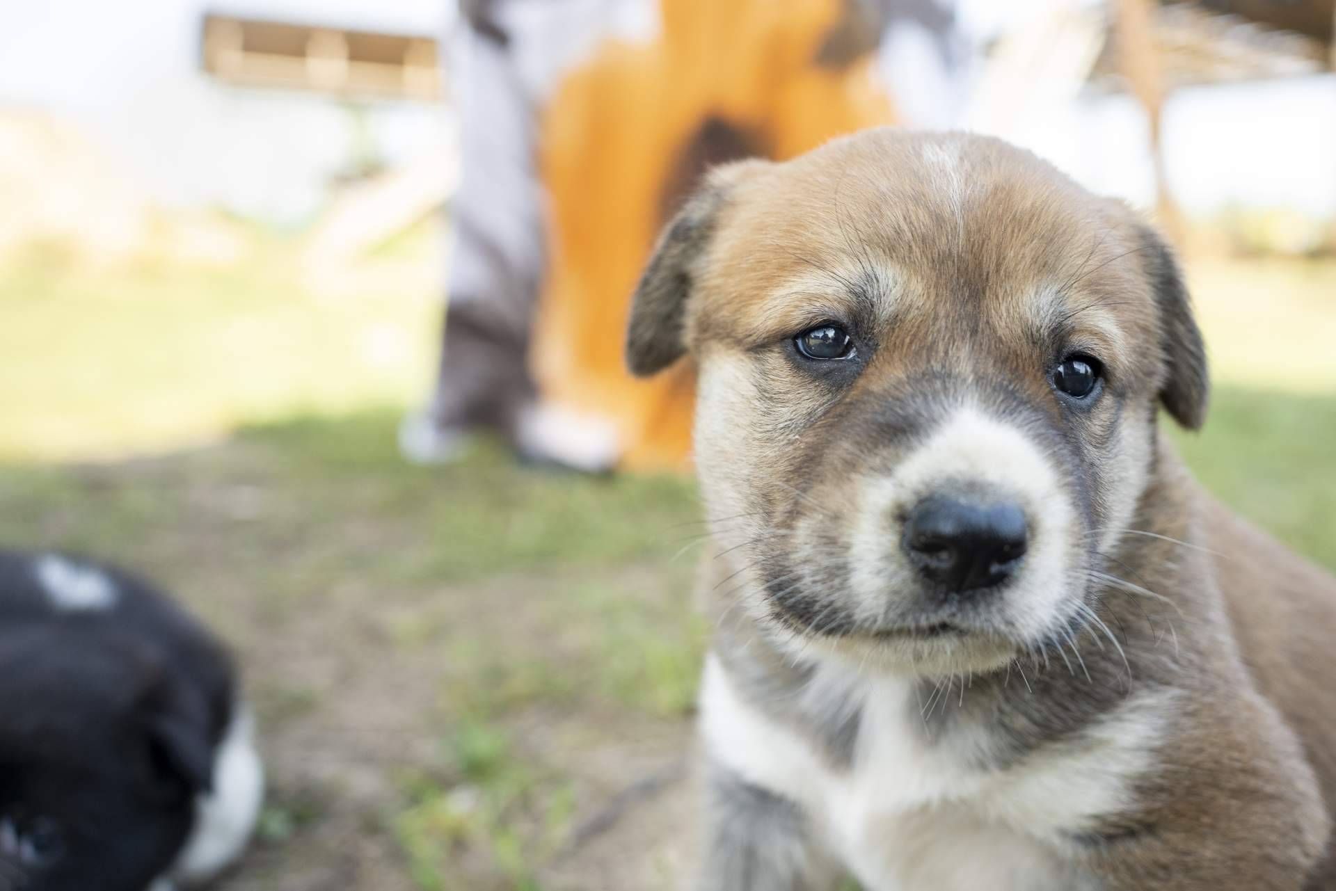 Uno de los buscadores más grandes de protectoras y refugios de animales de España. Cómo ayudar a los animales en situación de vulnerabilidad