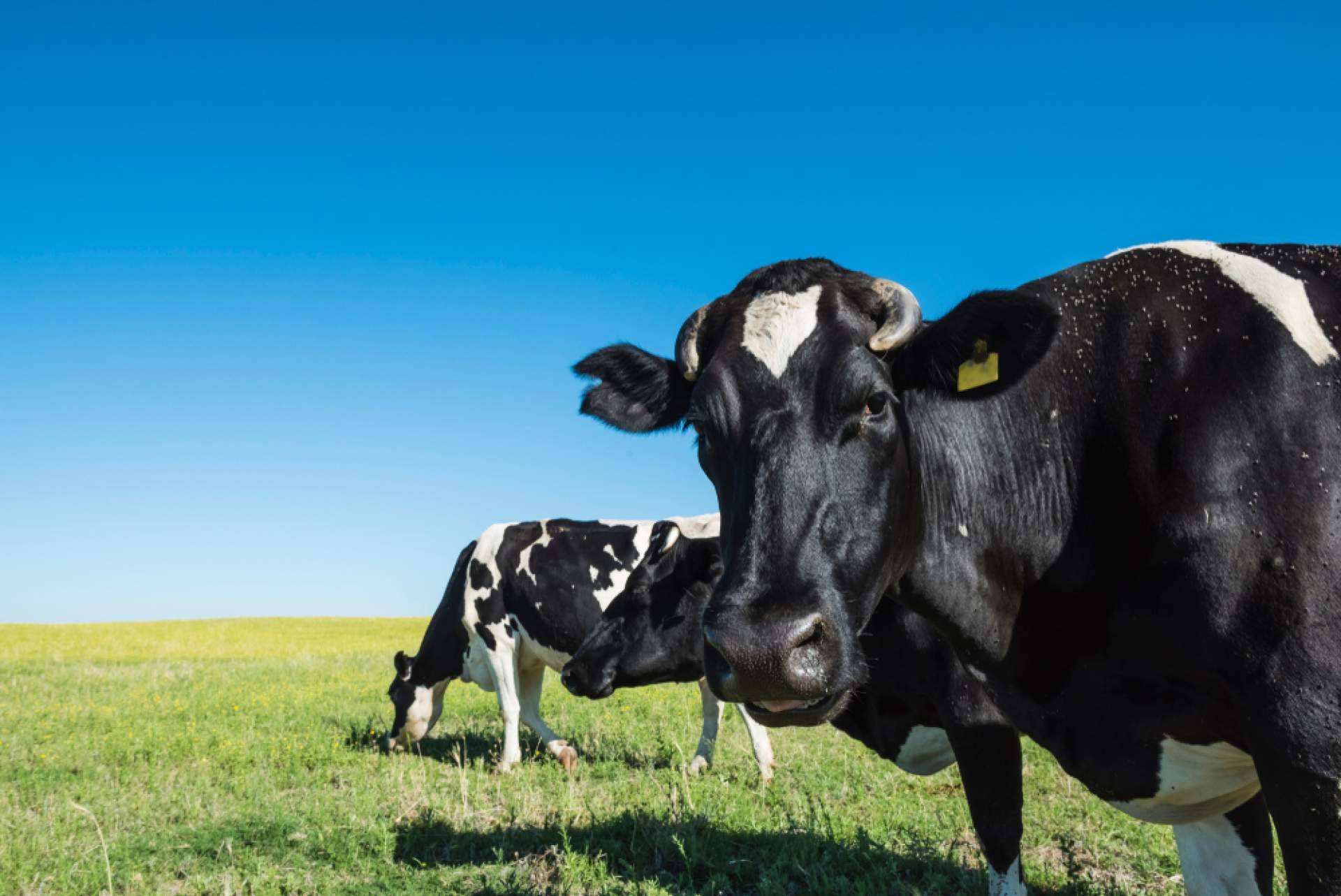 ¿Cuáles son las ventajas de contar con la plataforma de alimentación animal Afeedme?