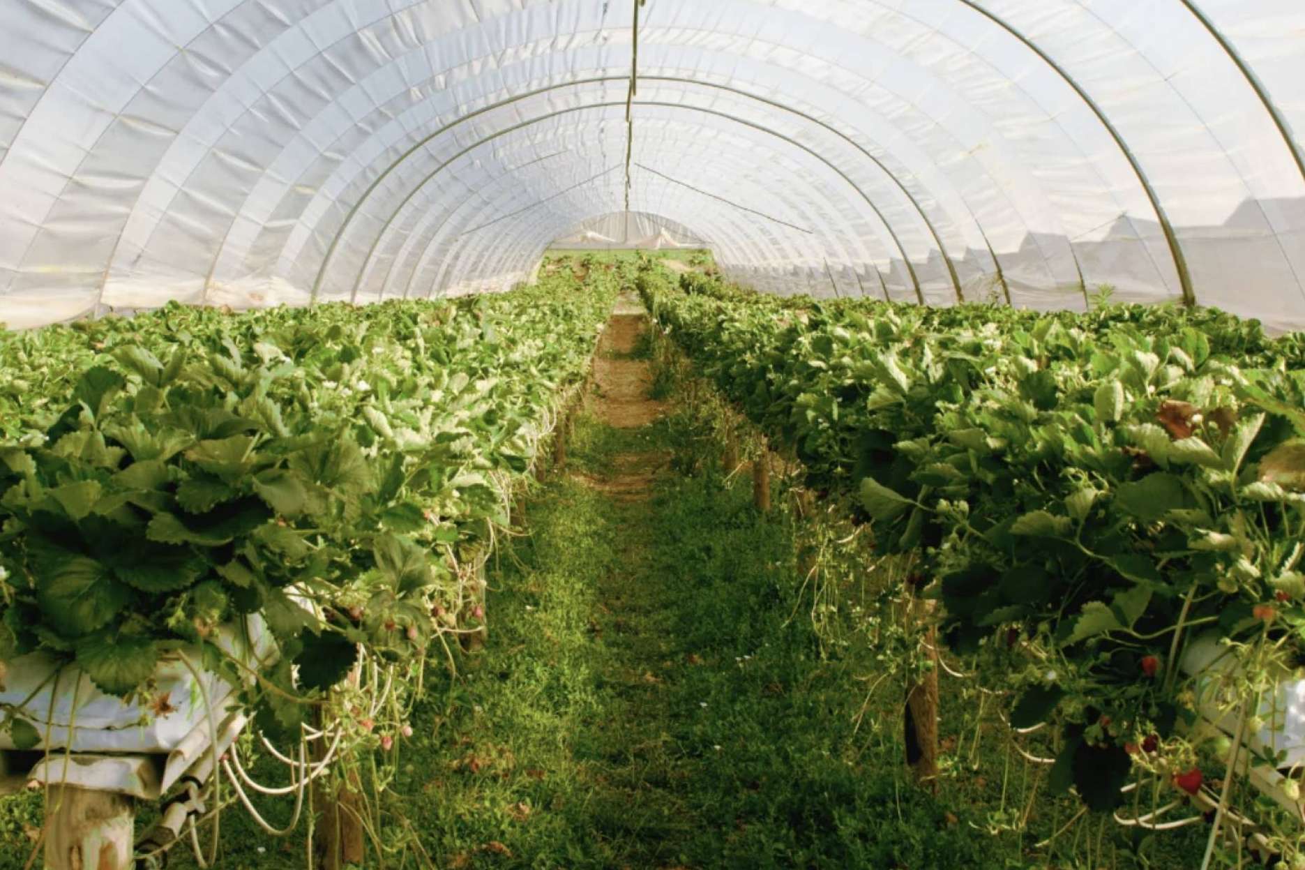 Los beneficios de optimizar la producción agrícola con sustratos de coco Pelemix