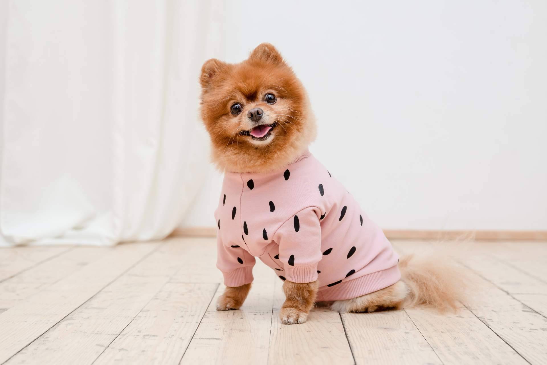 Ropa para perros; beneficios y consideraciones para la salud de la mascota