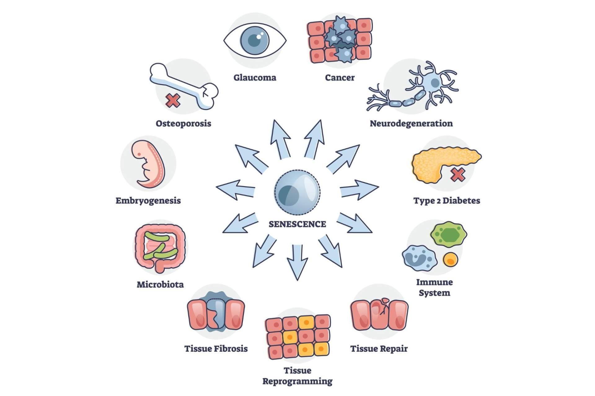 Uno de los primeros bancos de microbiota privado en Europa creado por Coeus Retroaging
