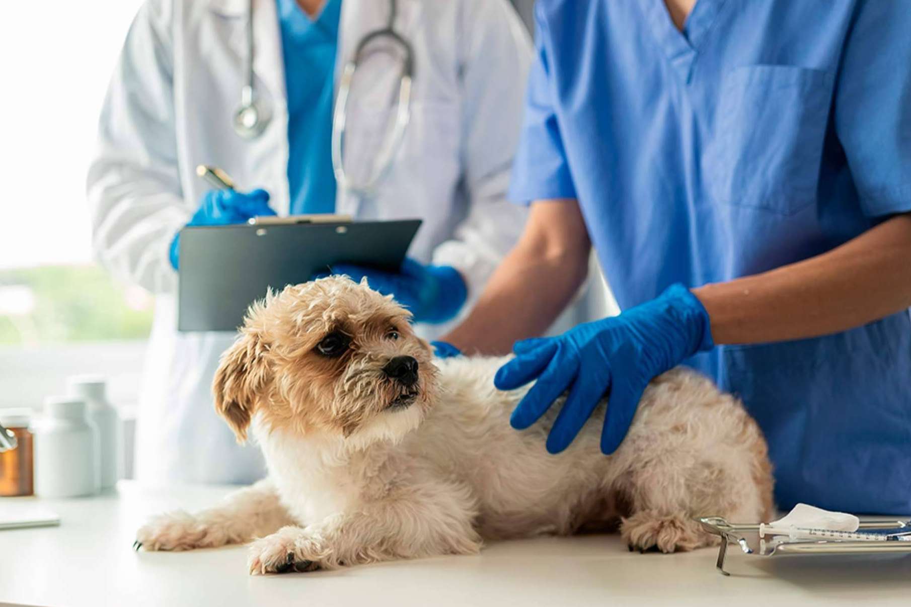 La contratación de seguros para perros se ve incentivada por la Ley de Bienestar Animal