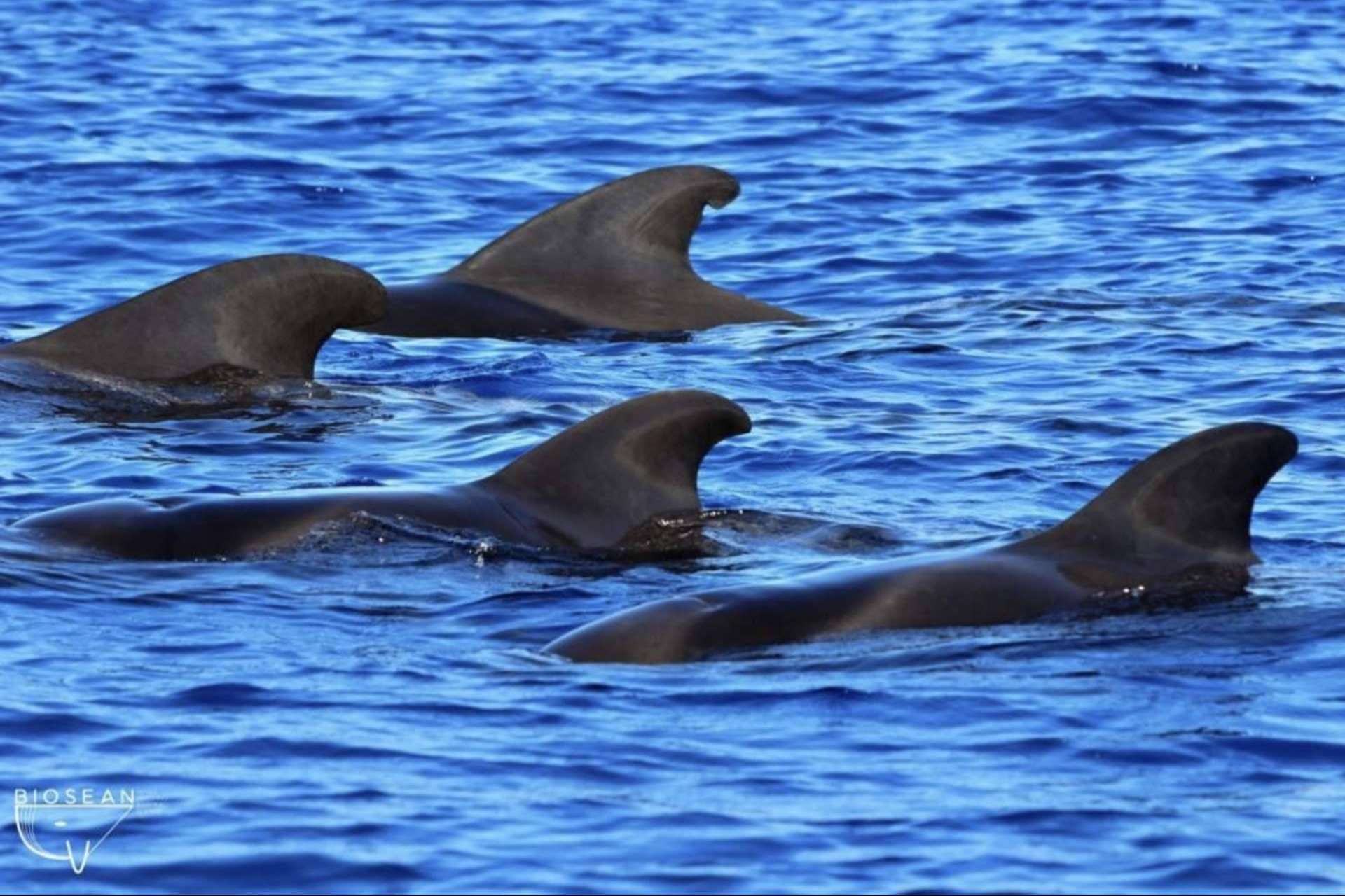 Biosean genera información clave para la investigación de la ballena piloto en Tenerife