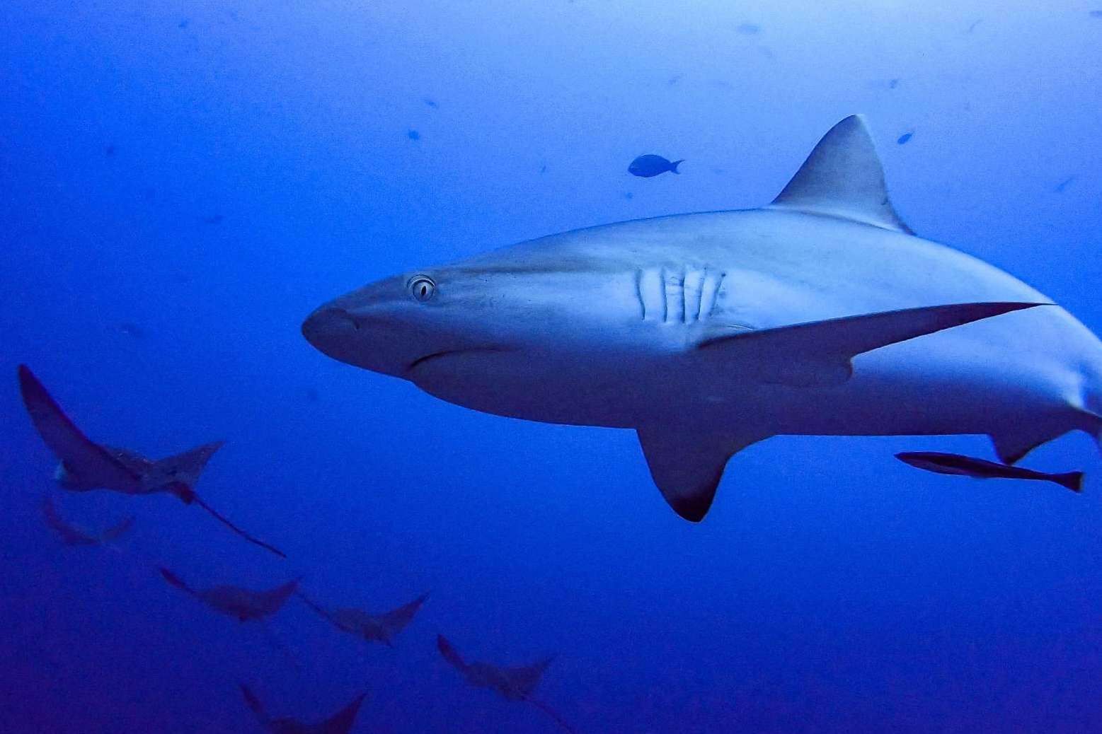 Drop Dive Maldives es una escuela de buceo con españoles en el paraíso del buceo