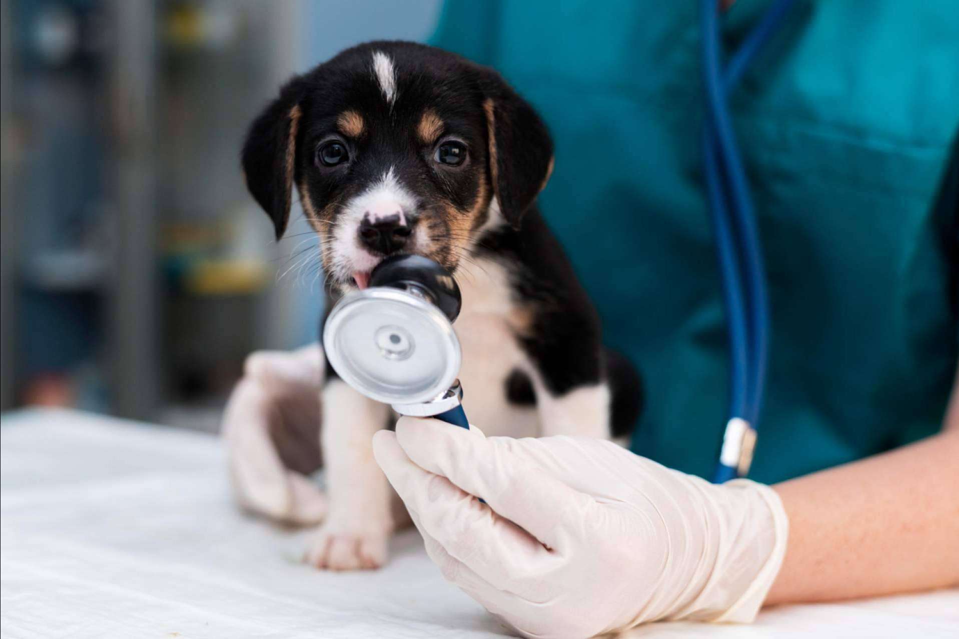 La clínica veterinaria de confianza en Granada, Clínica Veterinaria Olivares