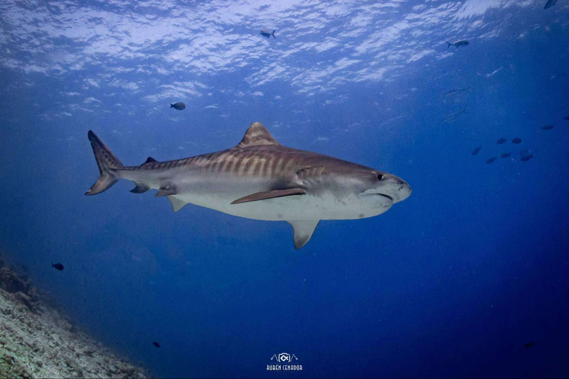 Descubrir los océanos del mundo en una experiencia exclusiva organizada por SevenBlue