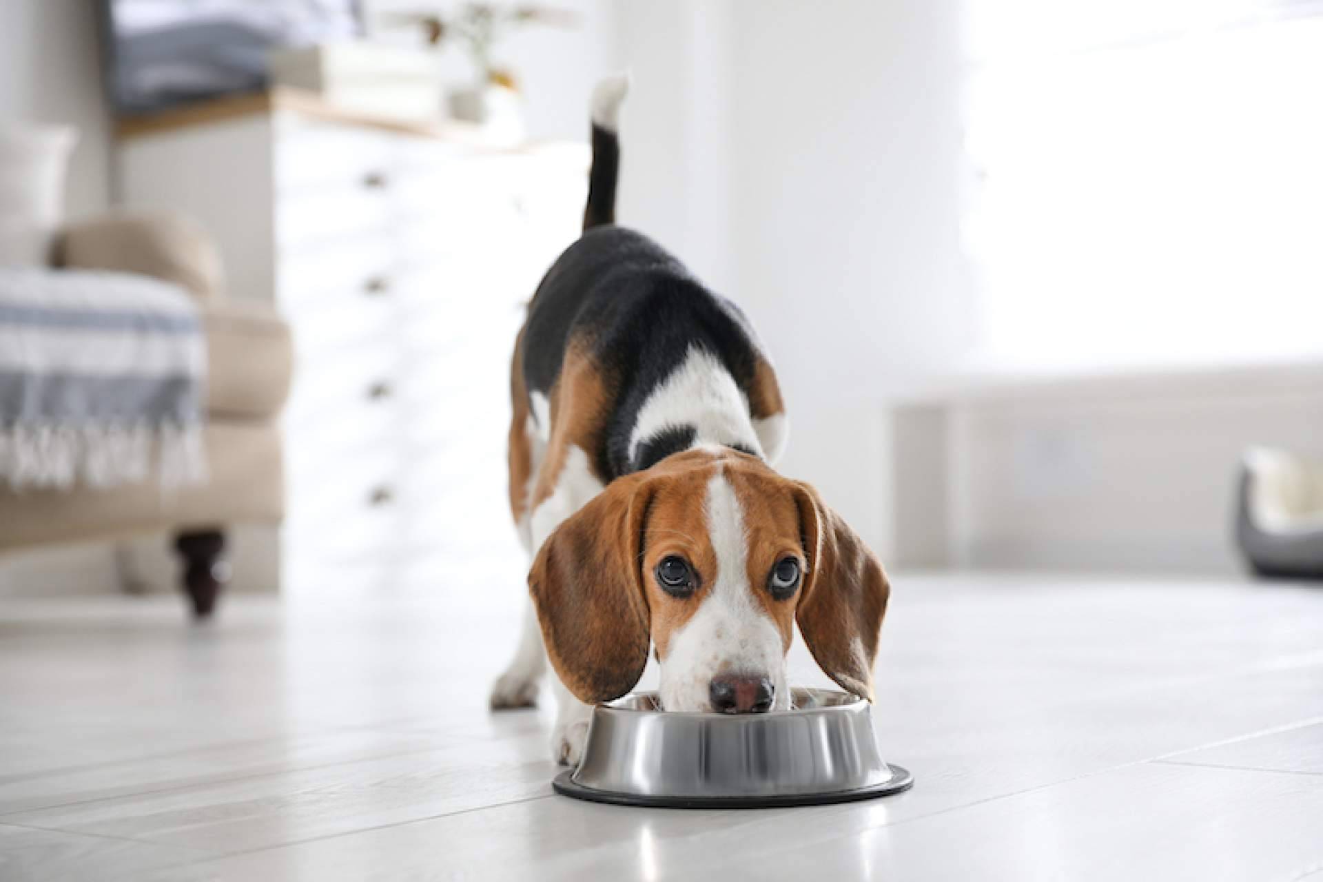 Cómo aliviar los problemas articulares en perros a través de la alimentación