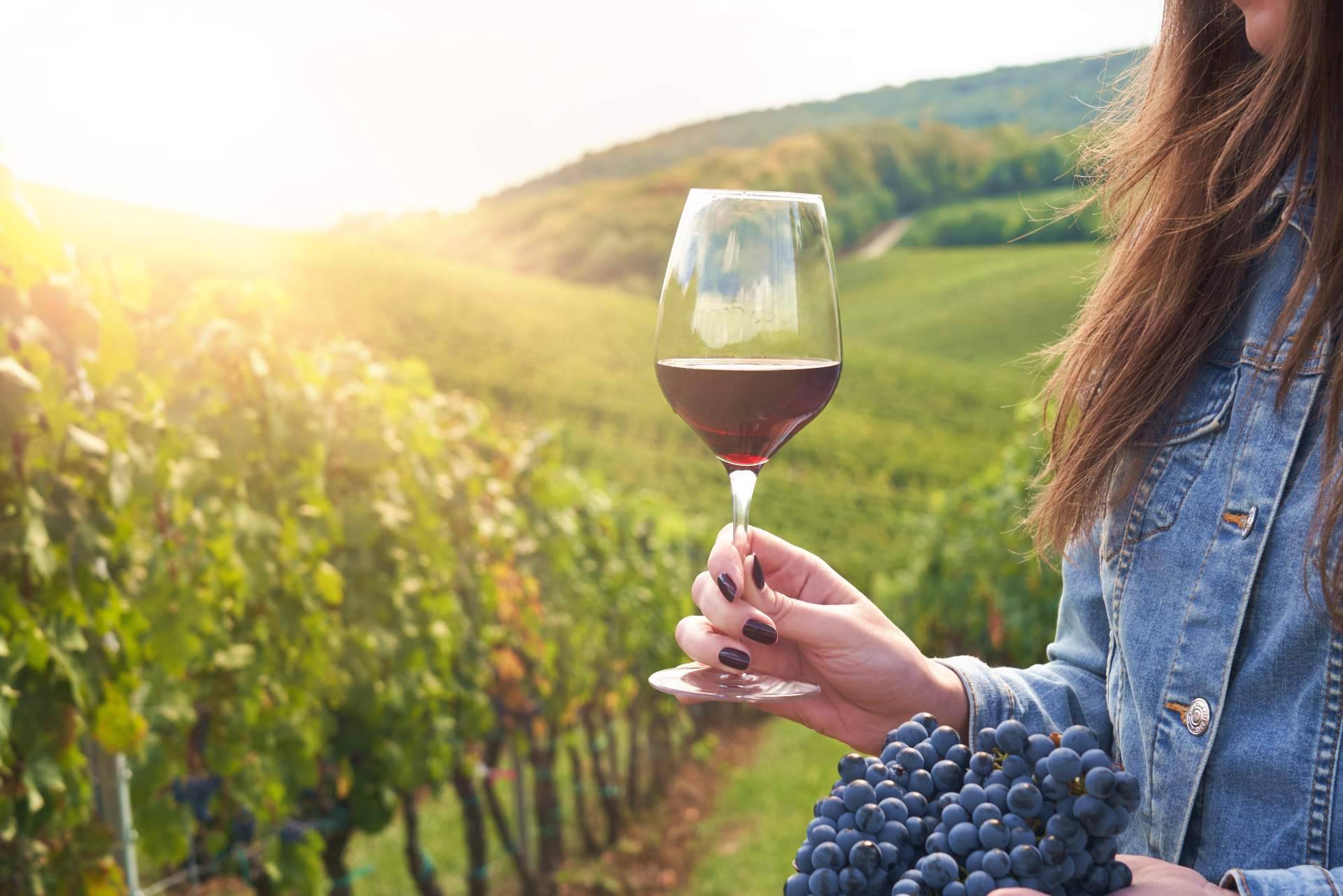 ¿Dónde encontrar cavas y vinos ecológicos? Naturelovers Wines