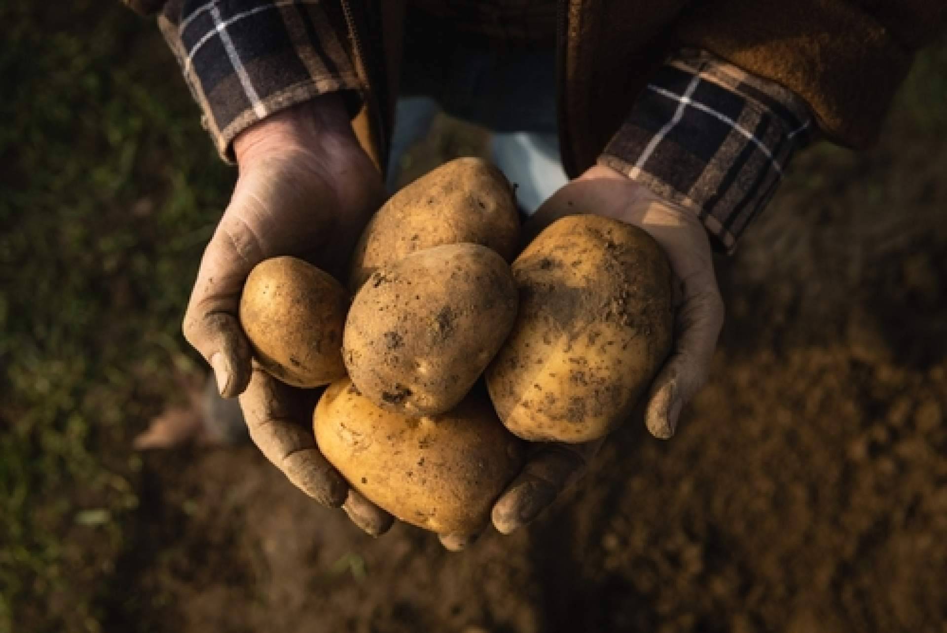 Patatas Yago presenta en el Forum Gastronomic sus deliciosas patatas gallegas