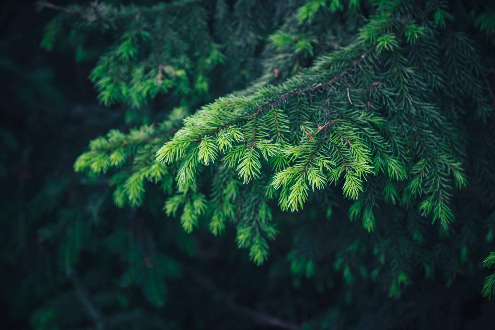 ¿Cuáles son las ventajas de un abeto natural respecto a un abeto de plástico? Navet