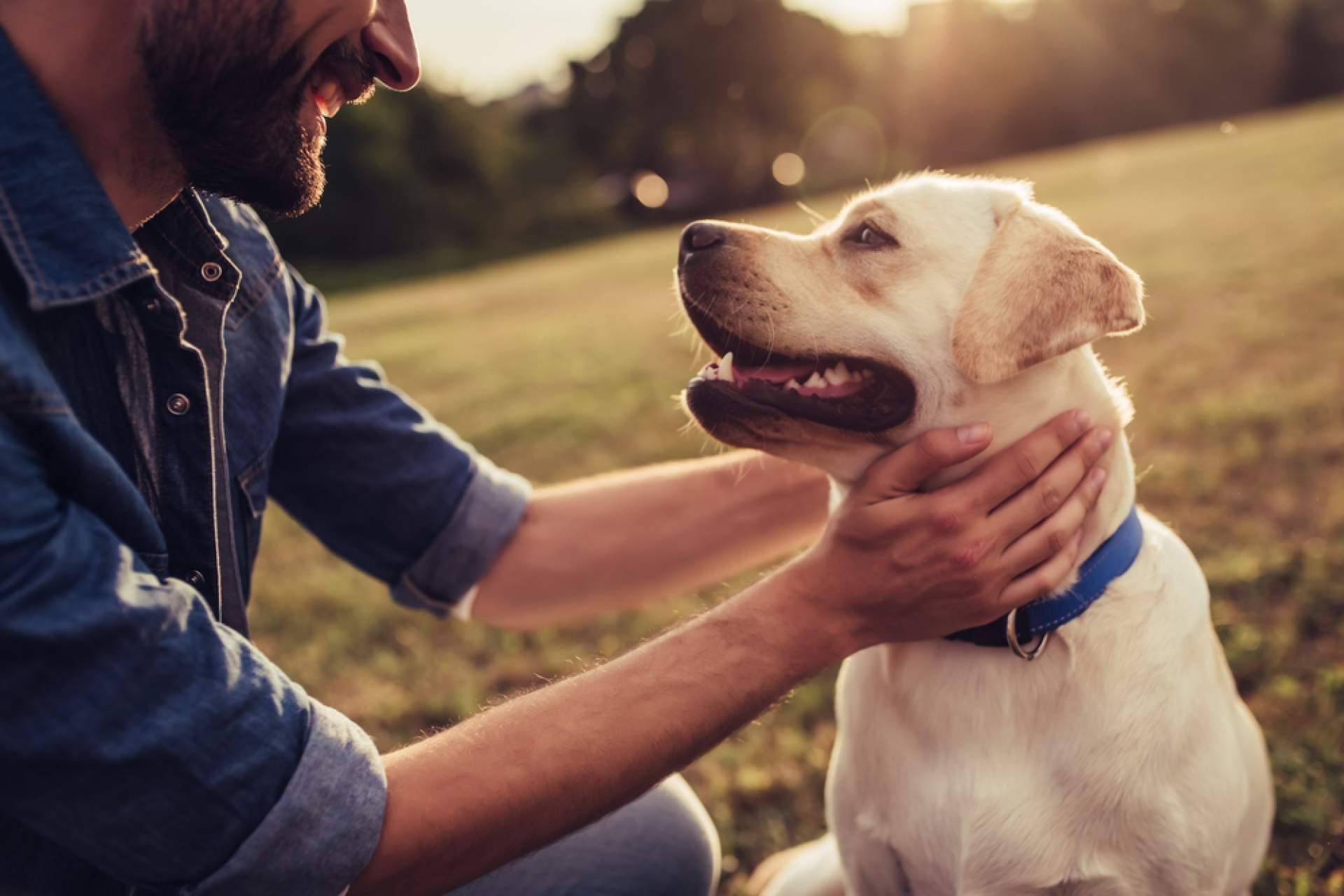 Beneficios de los snacks saludables para la salud dental y el valor nutricional de las mascotas