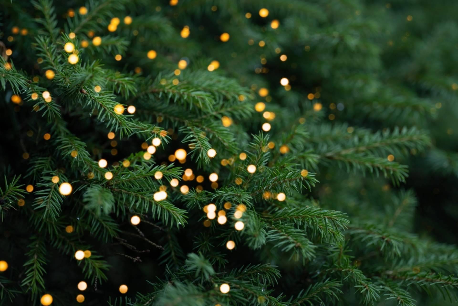 Adquirir con Navet árboles de Navidad sostenibles